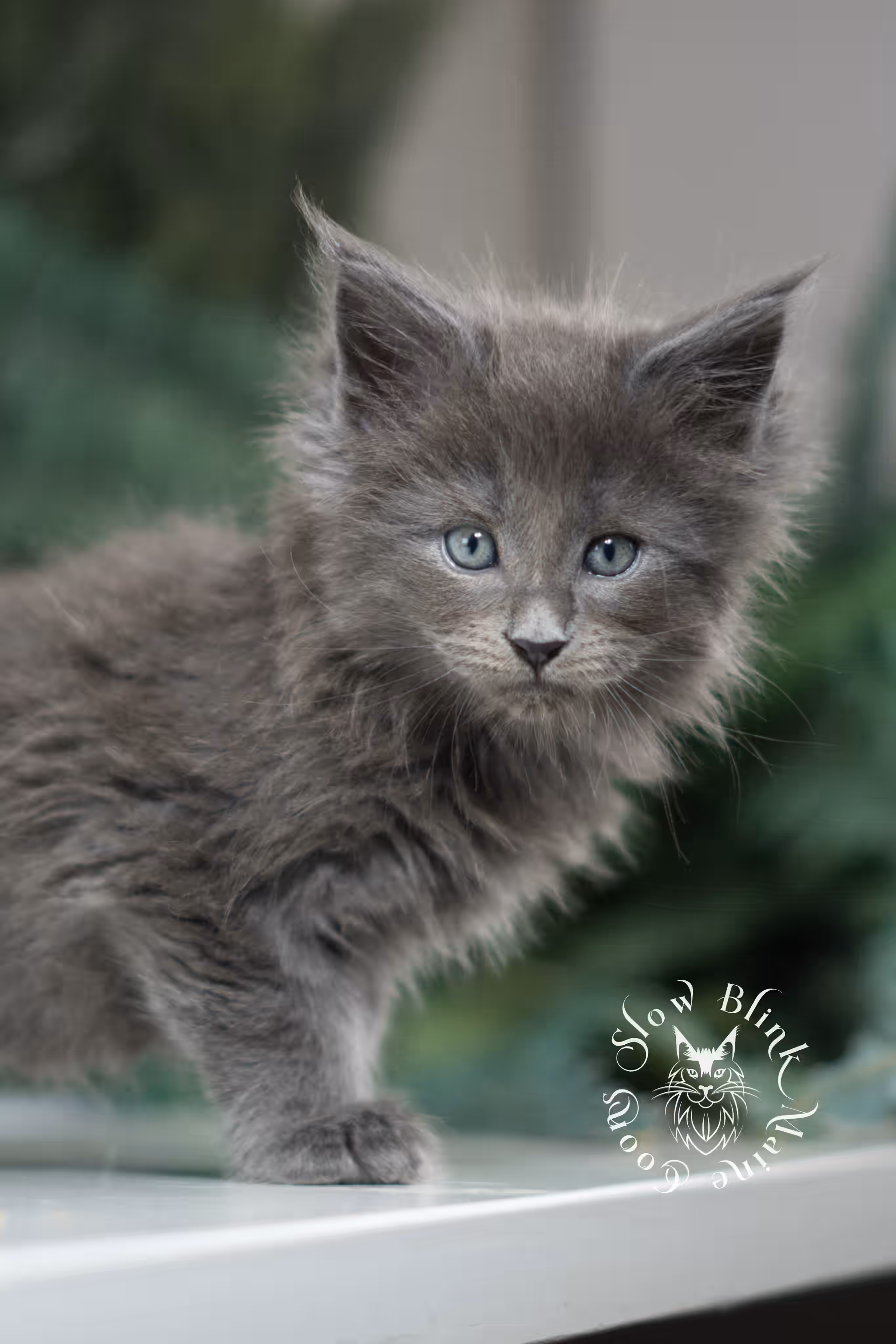 blue smoke | maine coon kitten | female | poly | ems code as | taken jan 2025 | age 6 weeks old Blue Smoke Maine Coon Kittens > blue smoke | maine coon kitten | female | poly | ems code as | taken jan 2025 | age 6 weeks old | idx 06