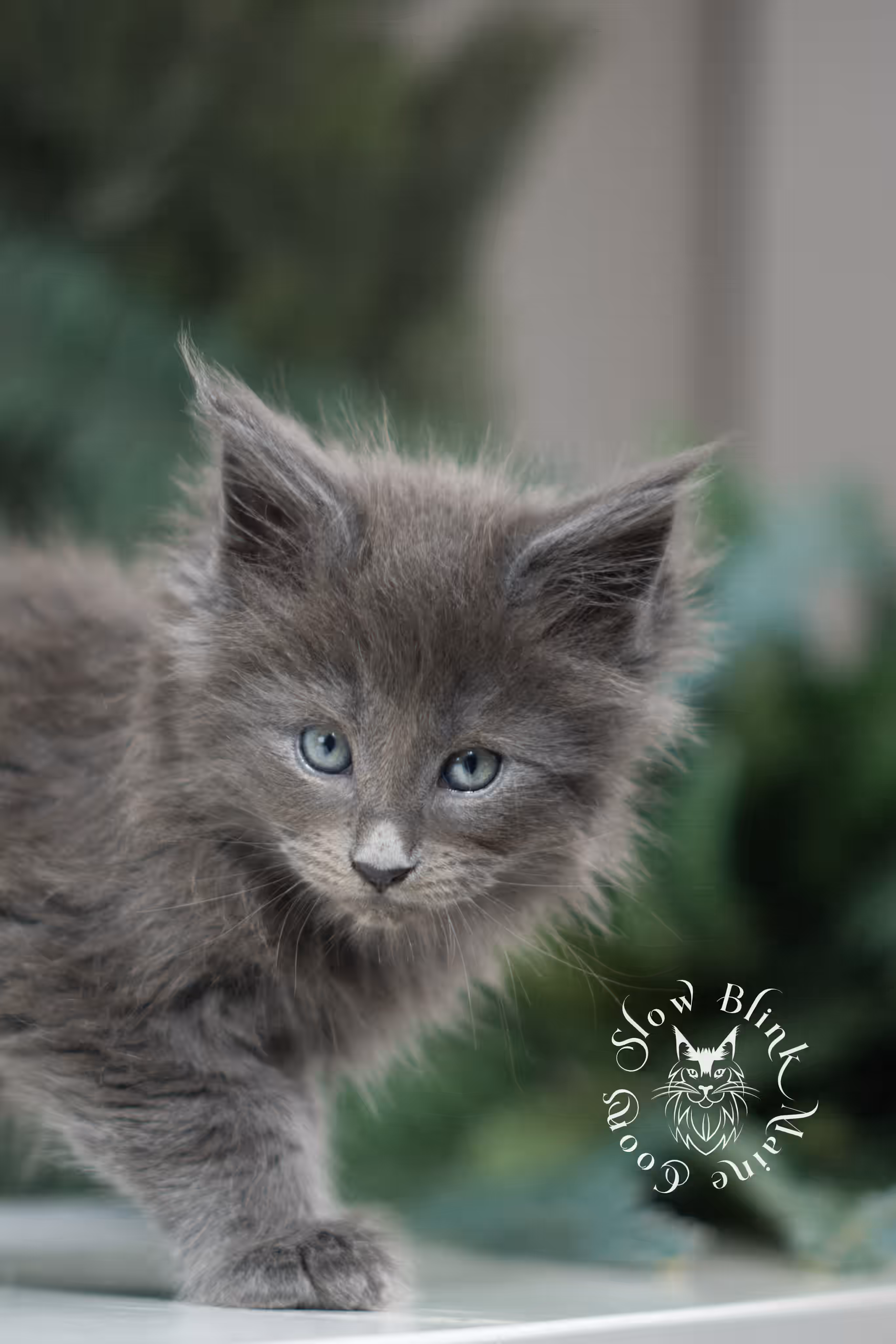 blue smoke | maine coon kitten | female | poly | ems code as | taken jan 2025 | age 6 weeks old Blue Smoke Maine Coon Kittens > blue smoke | maine coon kitten | female | poly | ems code as | taken jan 2025 | age 6 weeks old | idx 07