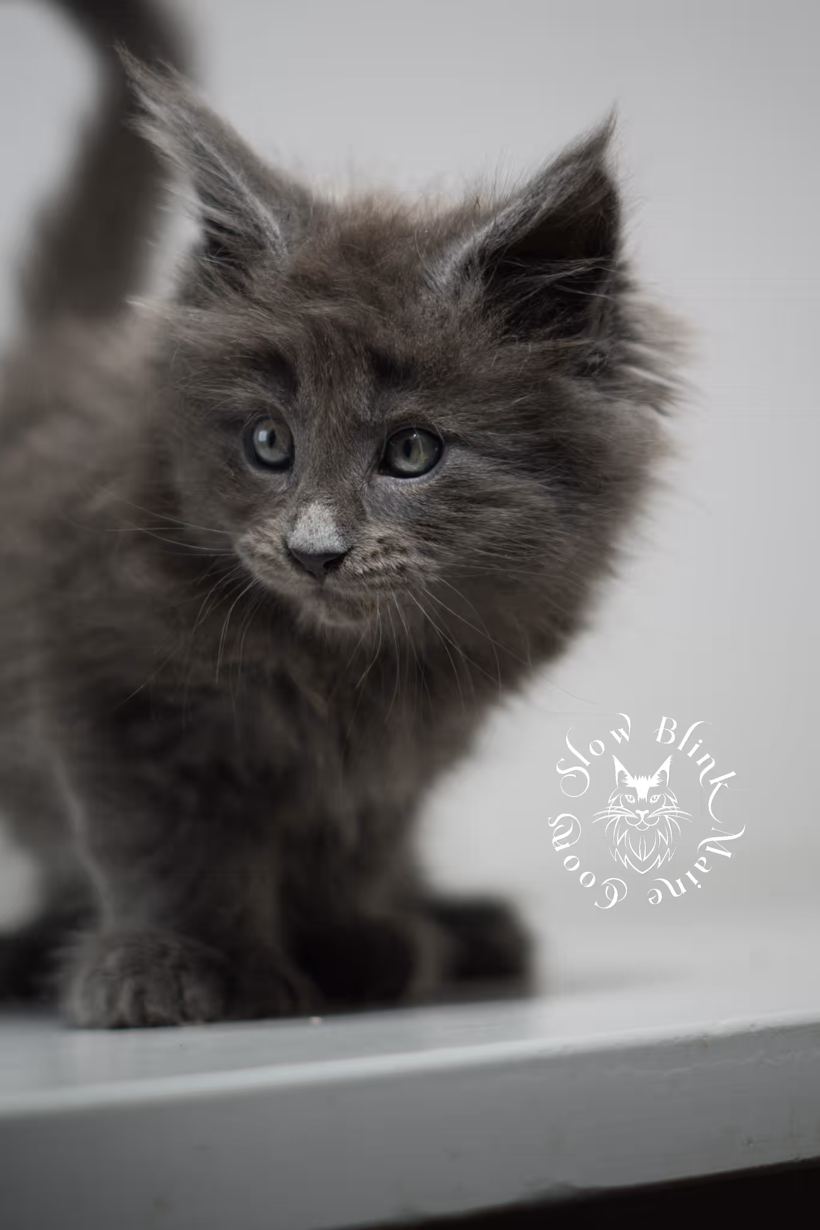 blue smoke | maine coon kitten | male | poly | ems code mcp as | taken feb 2025 | age 7 weeks old Blue Smoke Maine Coon Kittens > blue smoke | maine coon kitten | male | poly | ems code mcp as | taken feb 2025 | age 7 weeks old | idx 01