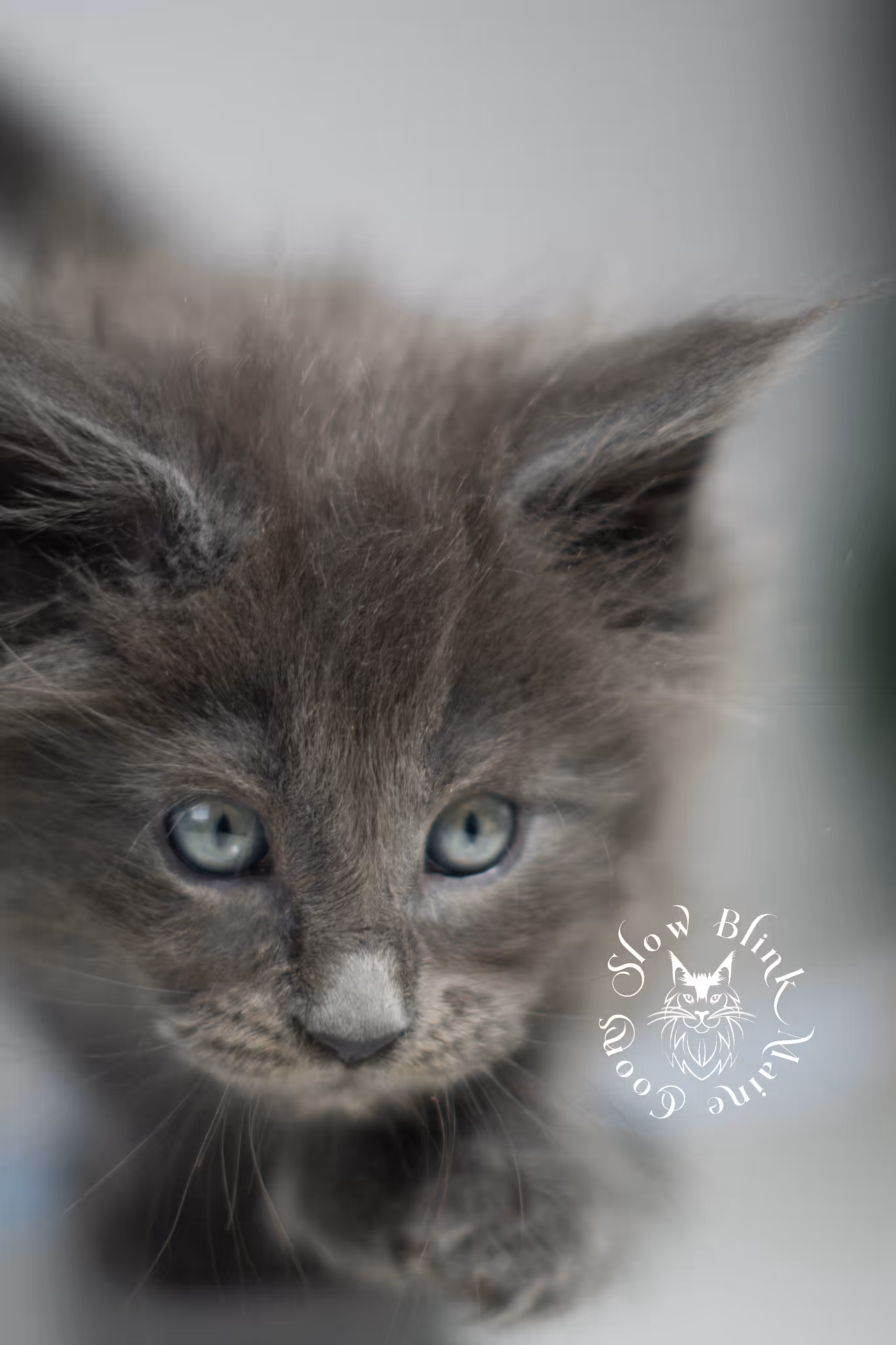 blue smoke | maine coon kitten | male | poly | ems code mcp as | taken feb 2025 | age 7 weeks old Blue Smoke Maine Coon Kittens > blue smoke | maine coon kitten | male | poly | ems code mcp as | taken feb 2025 | age 7 weeks old | idx 02