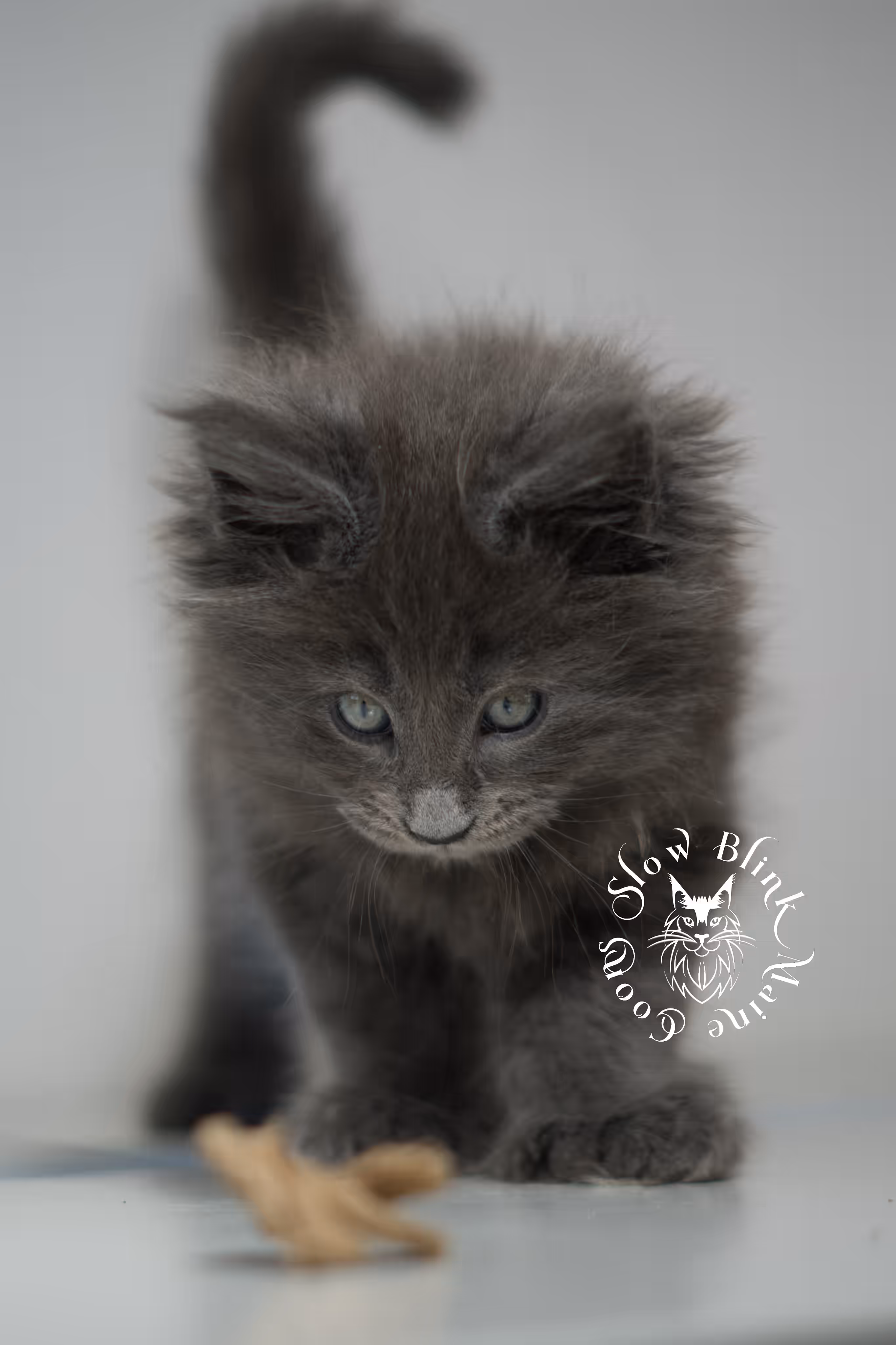 blue smoke | maine coon kitten | male | poly | ems code mcp as | taken feb 2025 | age 7 weeks old Blue Smoke Maine Coon Kittens > blue smoke | maine coon kitten | male | poly | ems code mcp as | taken feb 2025 | age 7 weeks old | idx 03