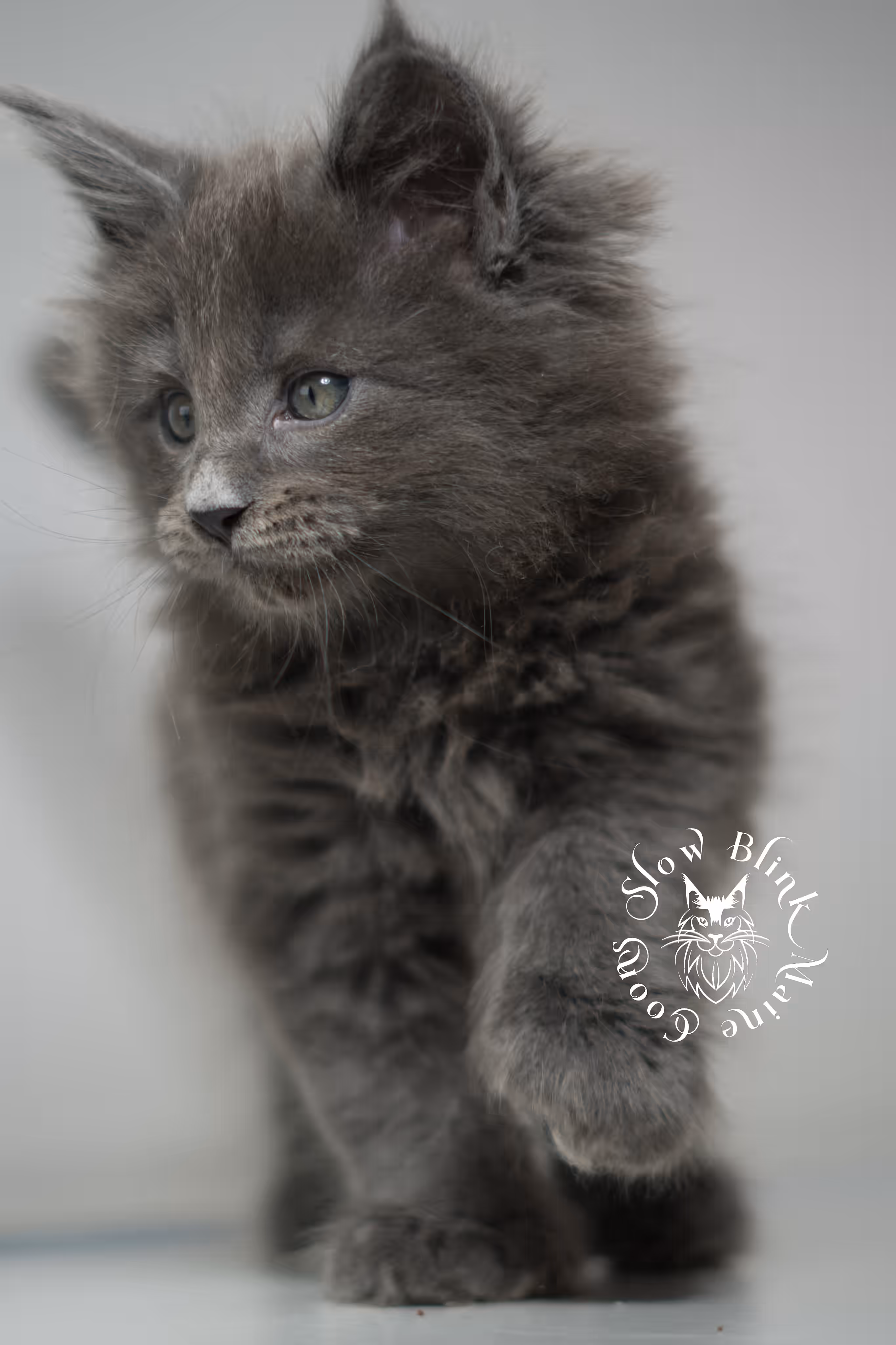 blue smoke | maine coon kitten | male | poly | ems code mcp as | taken feb 2025 | age 7 weeks old Blue Smoke Maine Coon Kittens > blue smoke | maine coon kitten | male | poly | ems code mcp as | taken feb 2025 | age 7 weeks old | idx 04