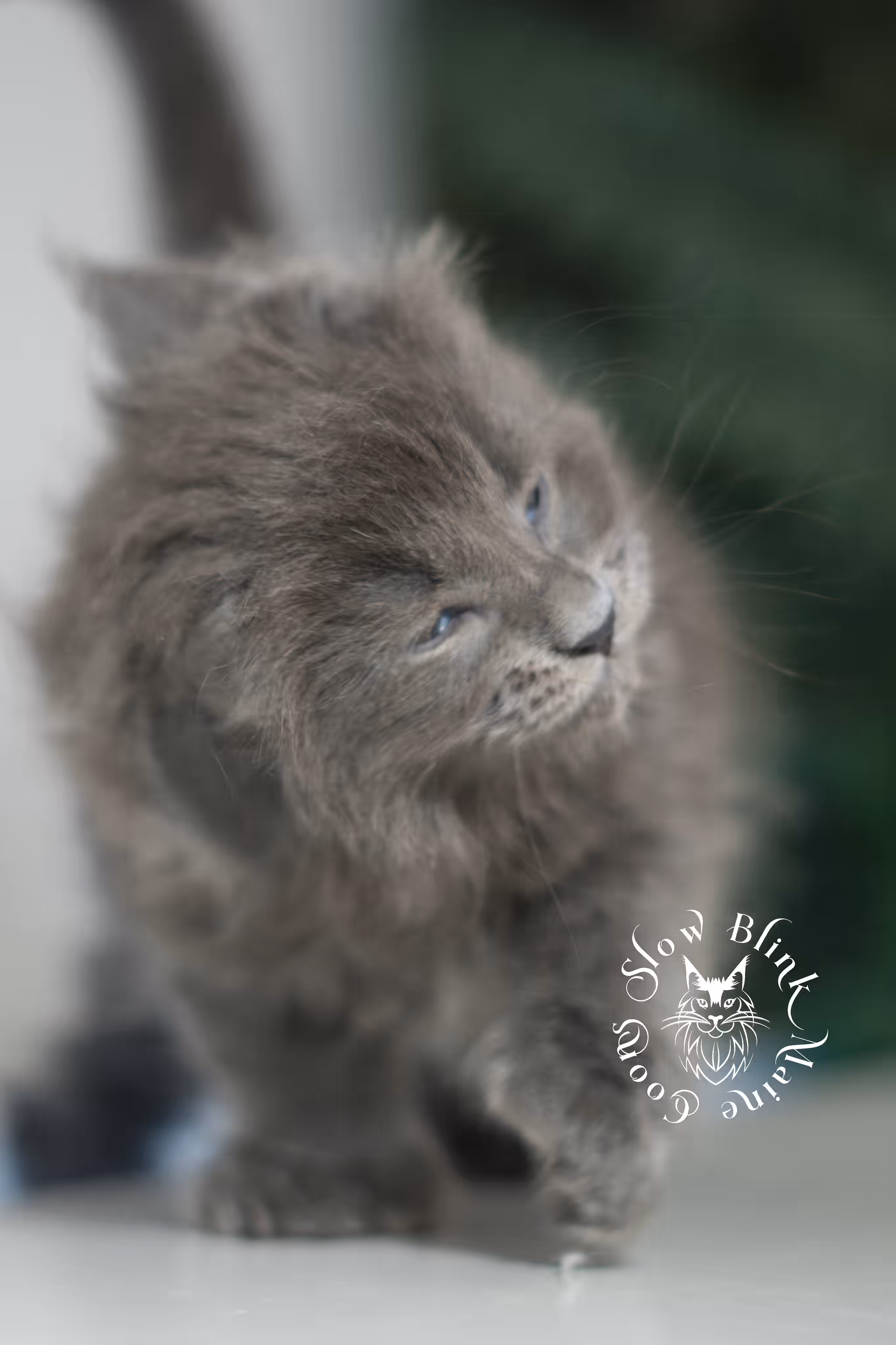 blue smoke | maine coon kitten | male | poly | ems code mcp as | taken feb 2025 | age 7 weeks old Blue Smoke Maine Coon Kittens > blue smoke | maine coon kitten | male | poly | ems code mcp as | taken feb 2025 | age 7 weeks old | idx 05