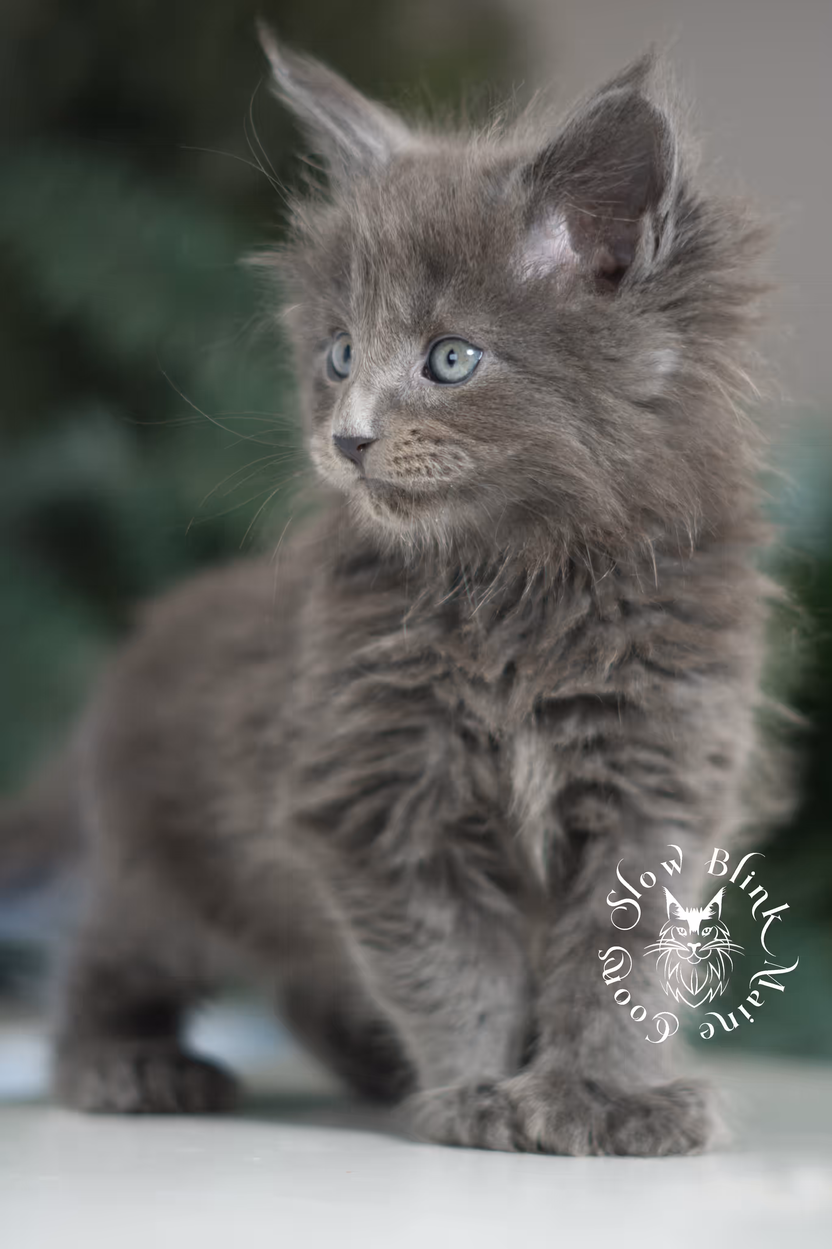 blue smoke | maine coon kitten | male | poly | ems code mcp as | taken feb 2025 | age 7 weeks old Blue Smoke Maine Coon Kittens > blue smoke | maine coon kitten | male | poly | ems code mcp as | taken feb 2025 | age 7 weeks old | idx 06