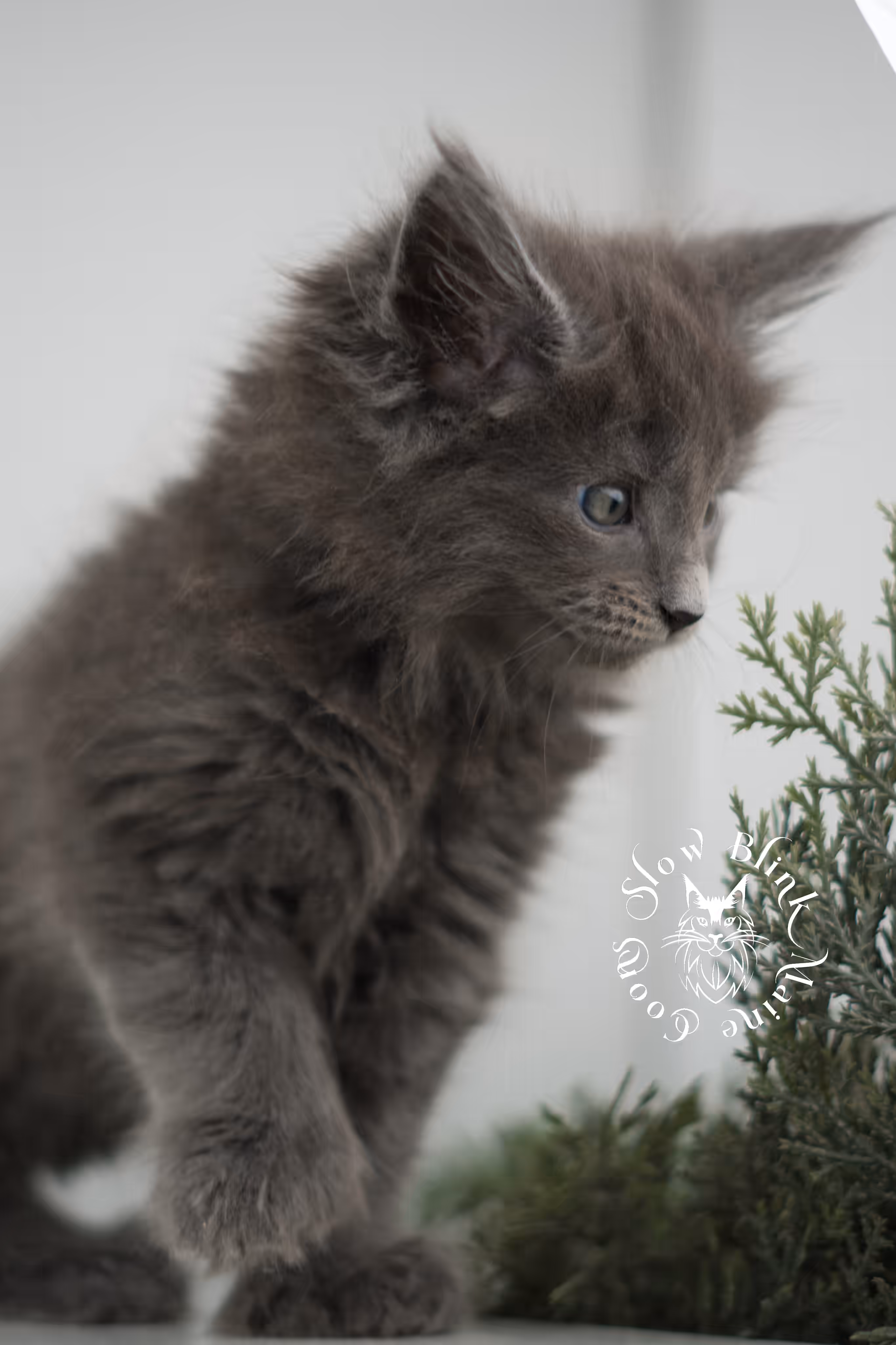 blue smoke | maine coon kitten | male | poly | ems code mcp as | taken feb 2025 | age 7 weeks old Blue Smoke Maine Coon Kittens > blue smoke | maine coon kitten | male | poly | ems code mcp as | taken feb 2025 | age 7 weeks old | idx 07