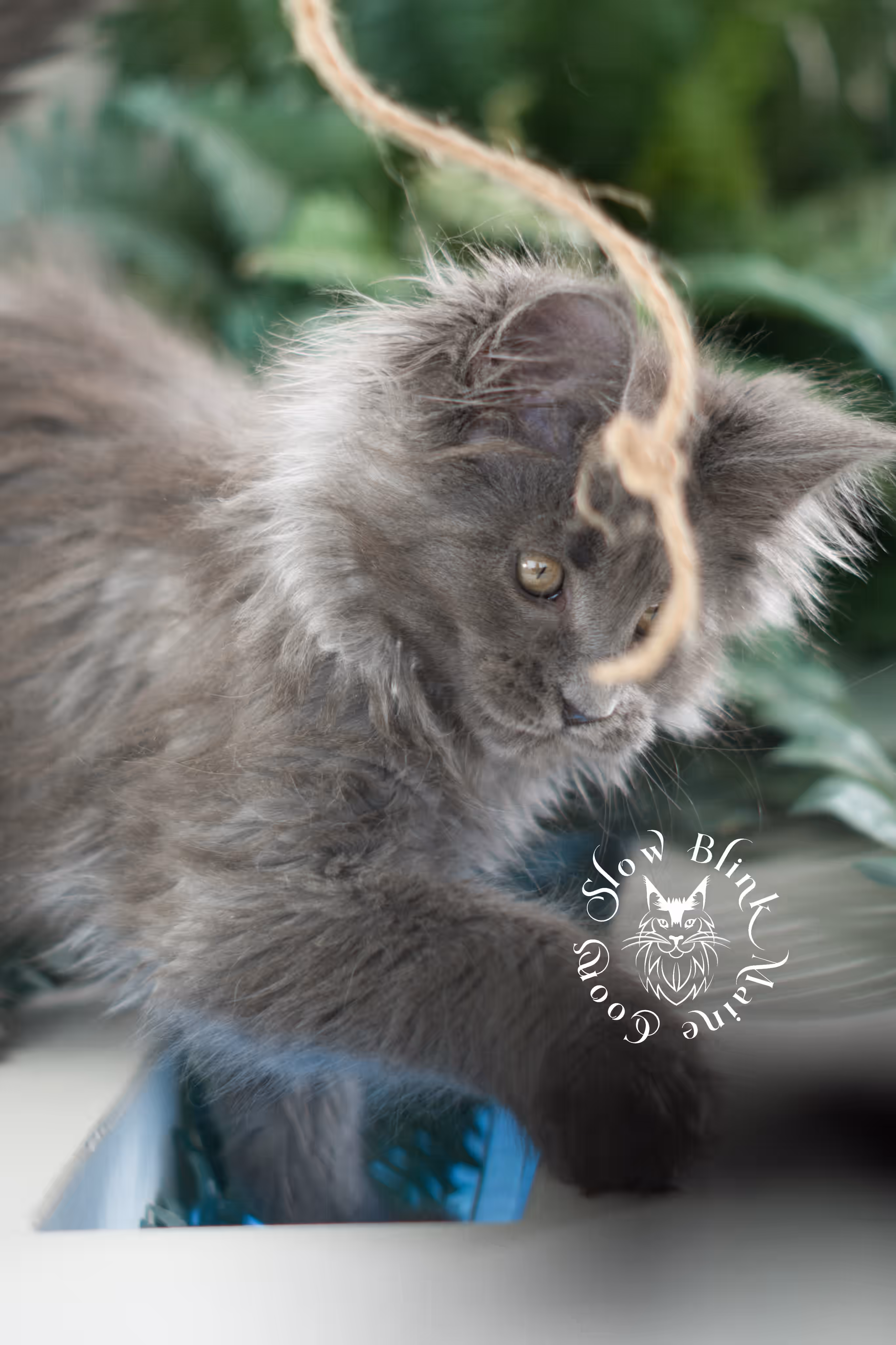 blue smoke | maine coon kitten | taken feb 2025 | ems code mcp as | male | age 7 weeks Blue Smoke Maine Coon Kittens > blue smoke | maine coon kitten | taken feb 2025 | ems code mcp as | male | age 7 weeks | idx 01