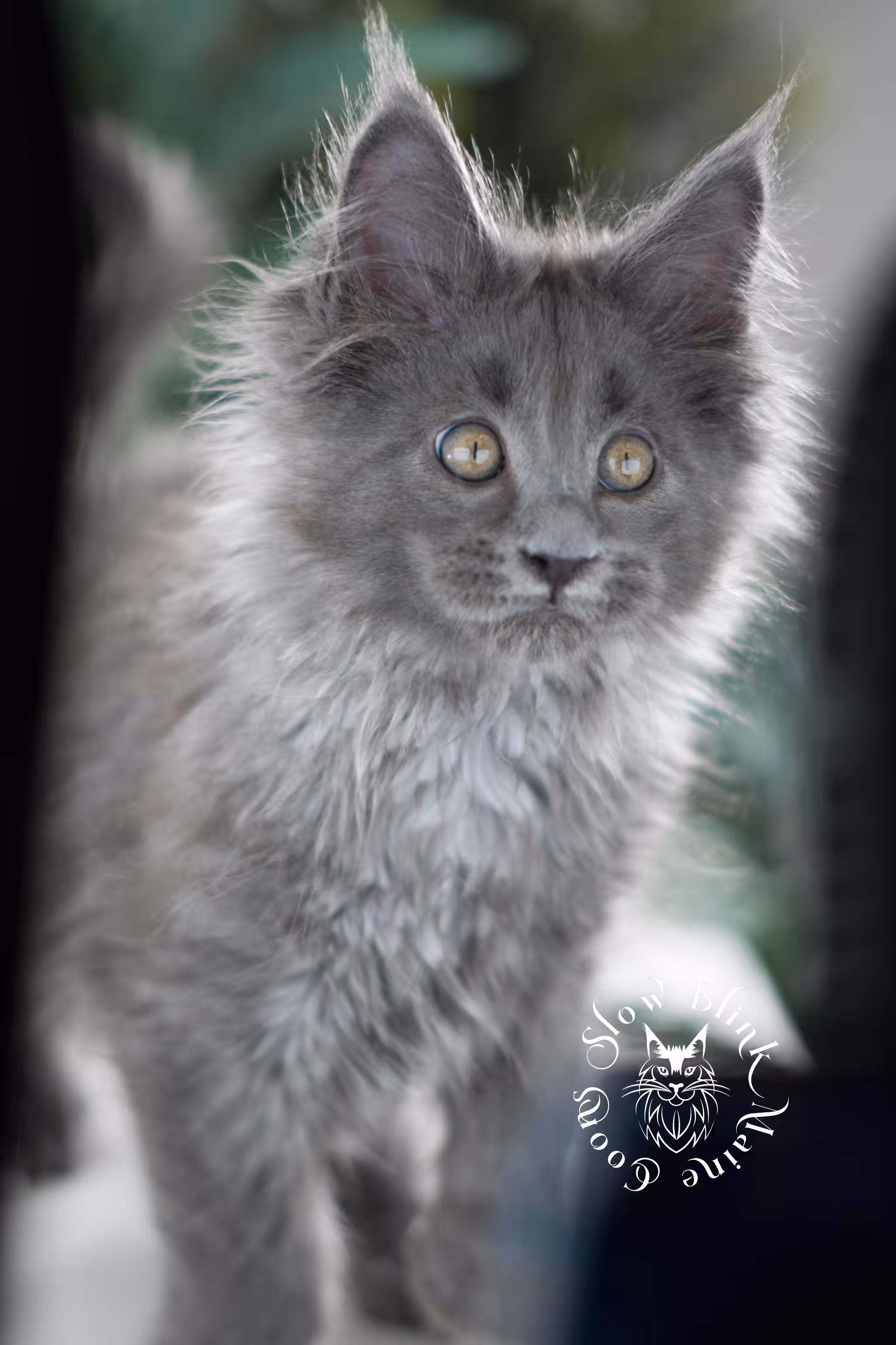 blue smoke | maine coon kitten | taken feb 2025 | ems code mcp as | male | age 7 weeks Blue Smoke Maine Coon Kittens > blue smoke | maine coon kitten | taken feb 2025 | ems code mcp as | male | age 7 weeks | idx 02