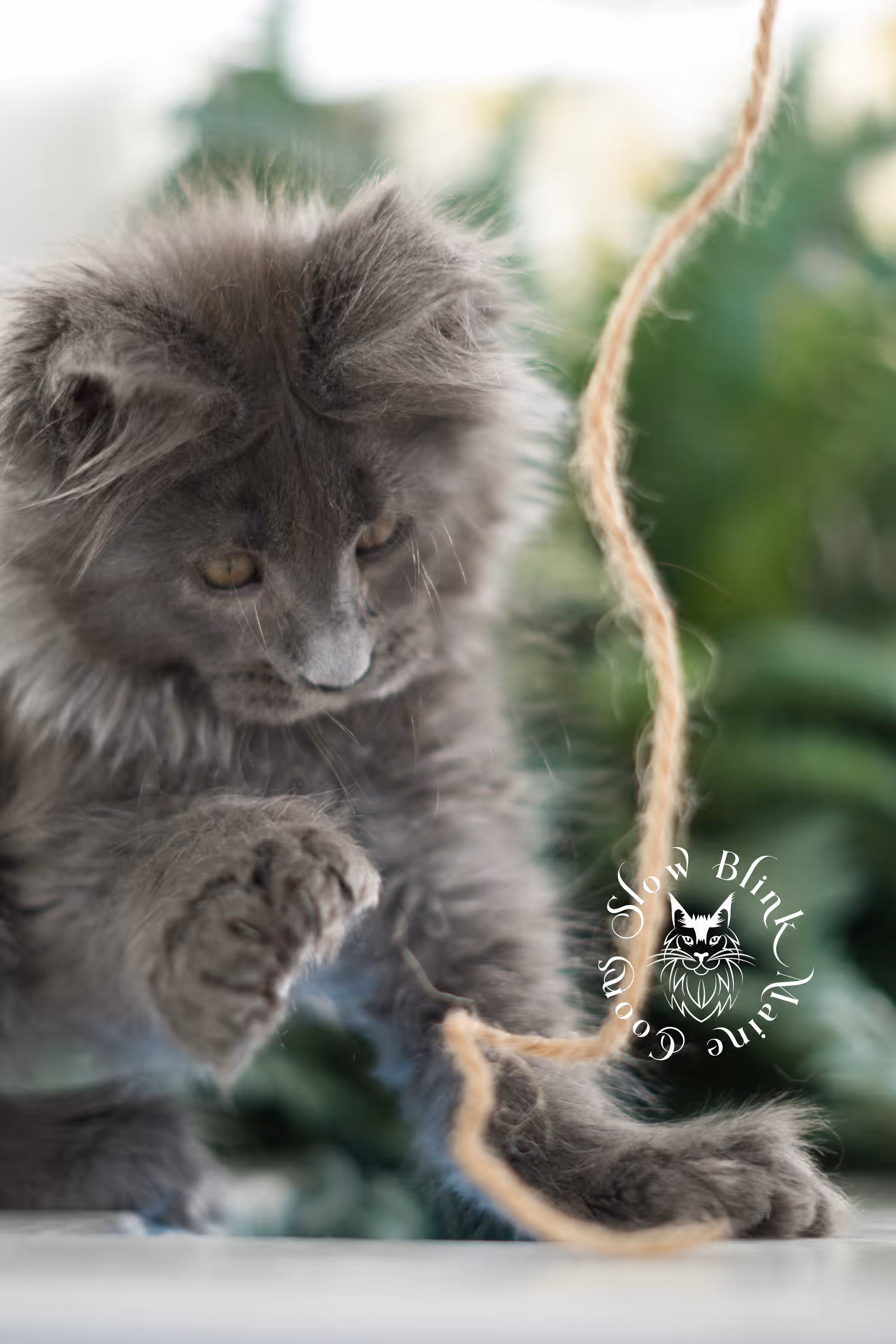 blue smoke | maine coon kitten | taken feb 2025 | ems code mcp as | male | age 7 weeks Blue Smoke Maine Coon Kittens > blue smoke | maine coon kitten | taken feb 2025 | ems code mcp as | male | age 7 weeks | idx 03