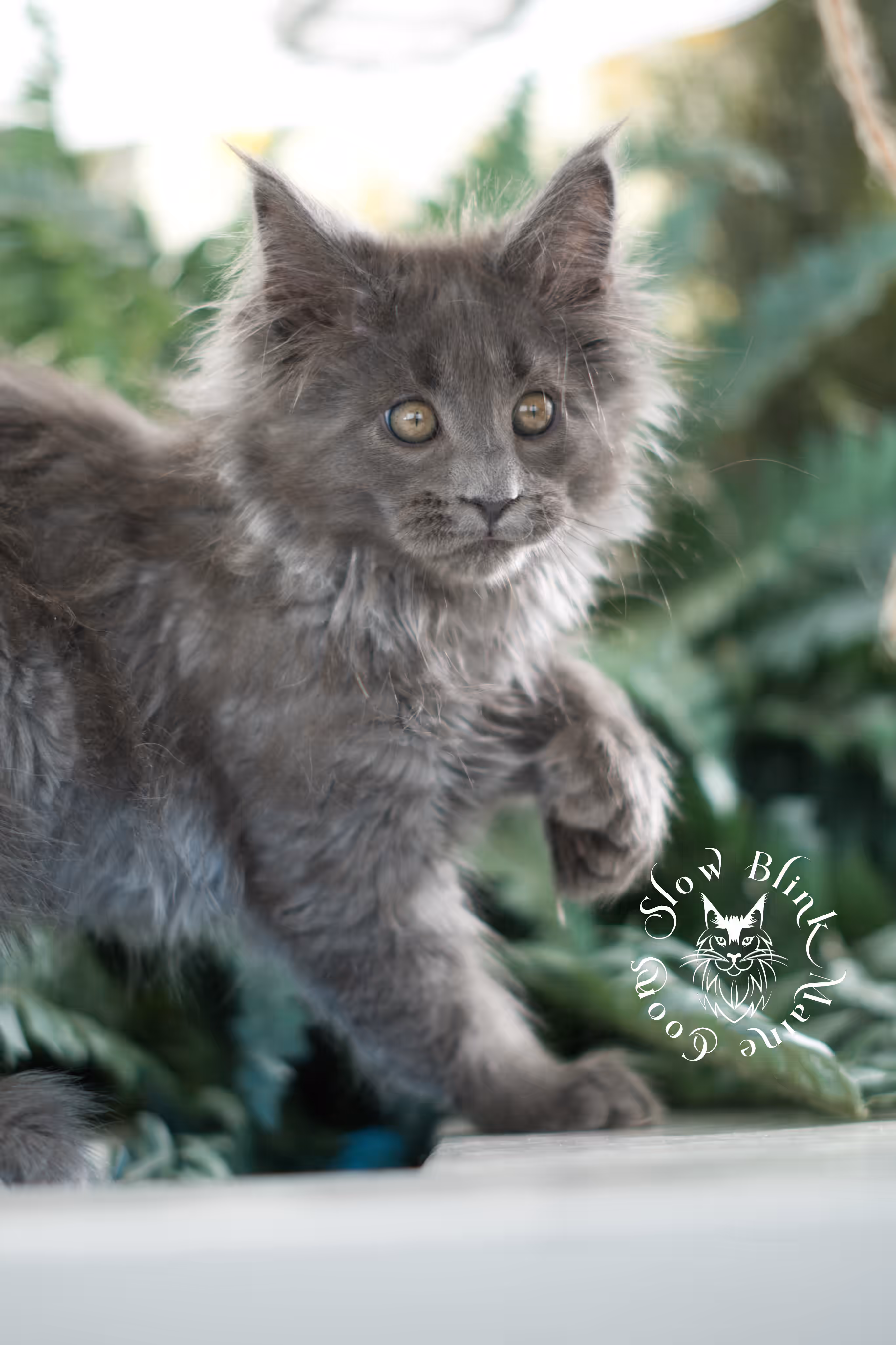 blue smoke | maine coon kitten | taken feb 2025 | ems code mcp as | male | age 7 weeks Blue Smoke Maine Coon Kittens > blue smoke | maine coon kitten | taken feb 2025 | ems code mcp as | male | age 7 weeks | idx 04
