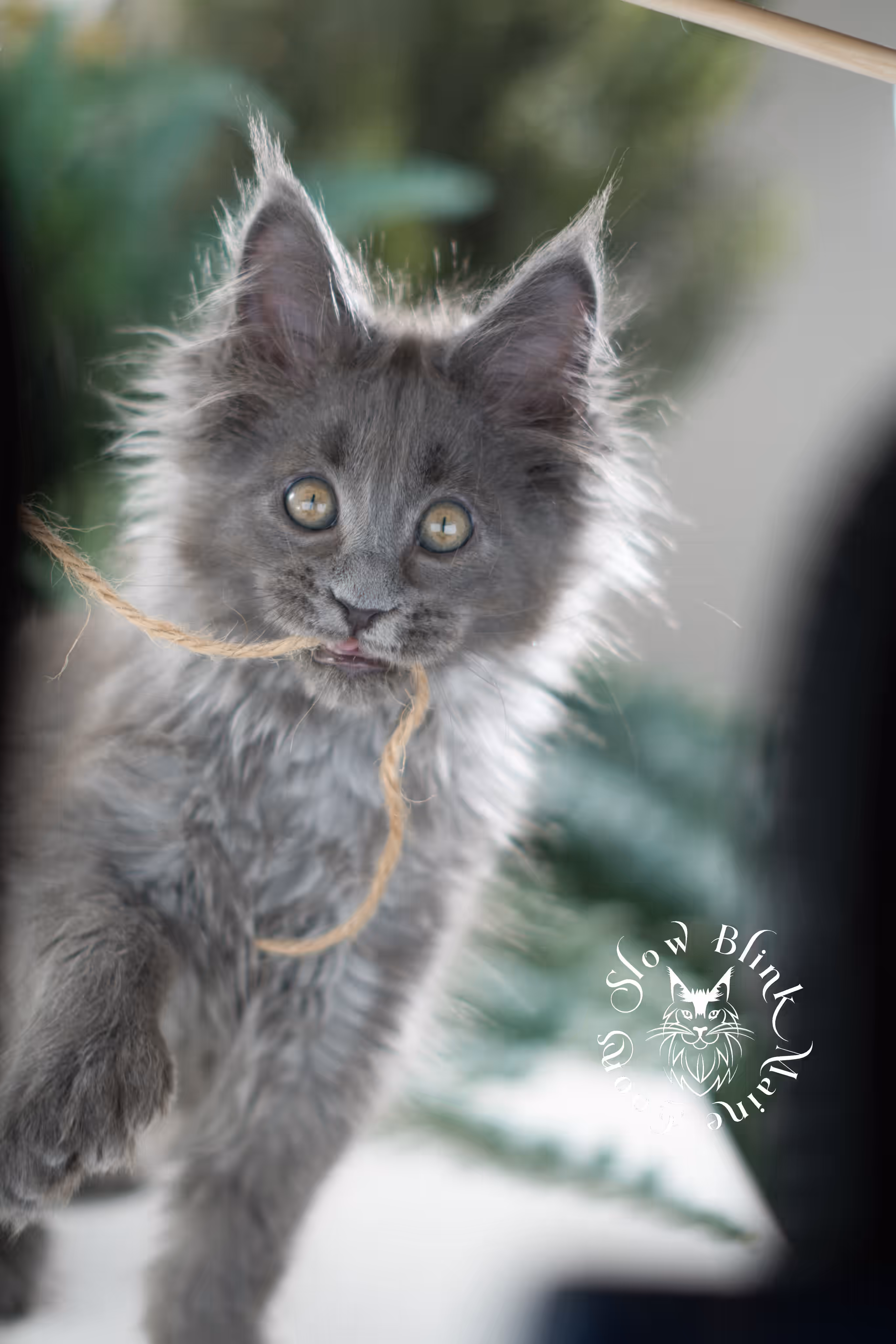 blue smoke | maine coon kitten | taken feb 2025 | ems code mcp as | male | age 7 weeks Blue Smoke Maine Coon Kittens > blue smoke | maine coon kitten | taken feb 2025 | ems code mcp as | male | age 7 weeks | idx 05