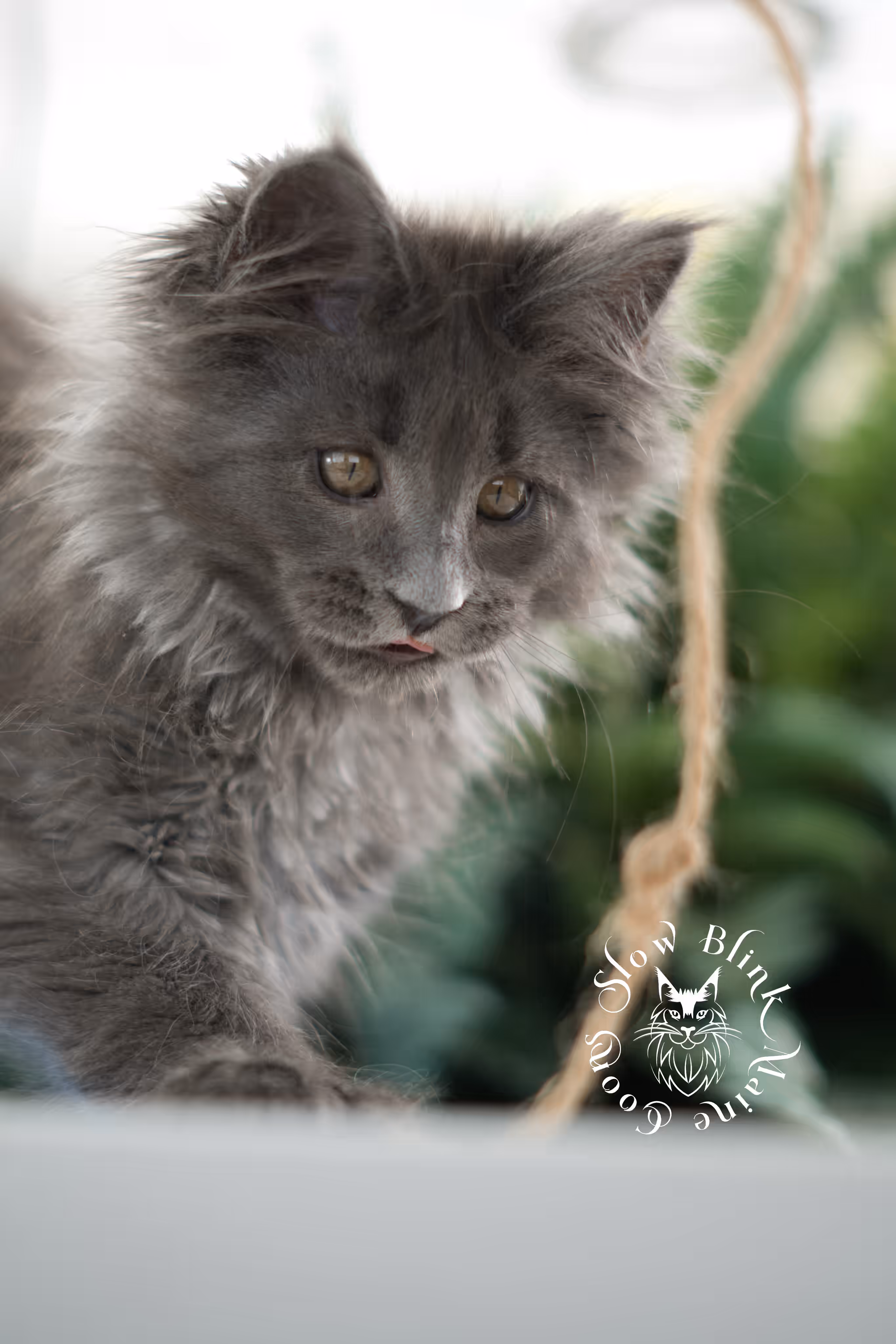 blue smoke | maine coon kitten | taken feb 2025 | ems code mcp as | male | age 7 weeks Blue Smoke Maine Coon Kittens > blue smoke | maine coon kitten | taken feb 2025 | ems code mcp as | male | age 7 weeks | idx 06