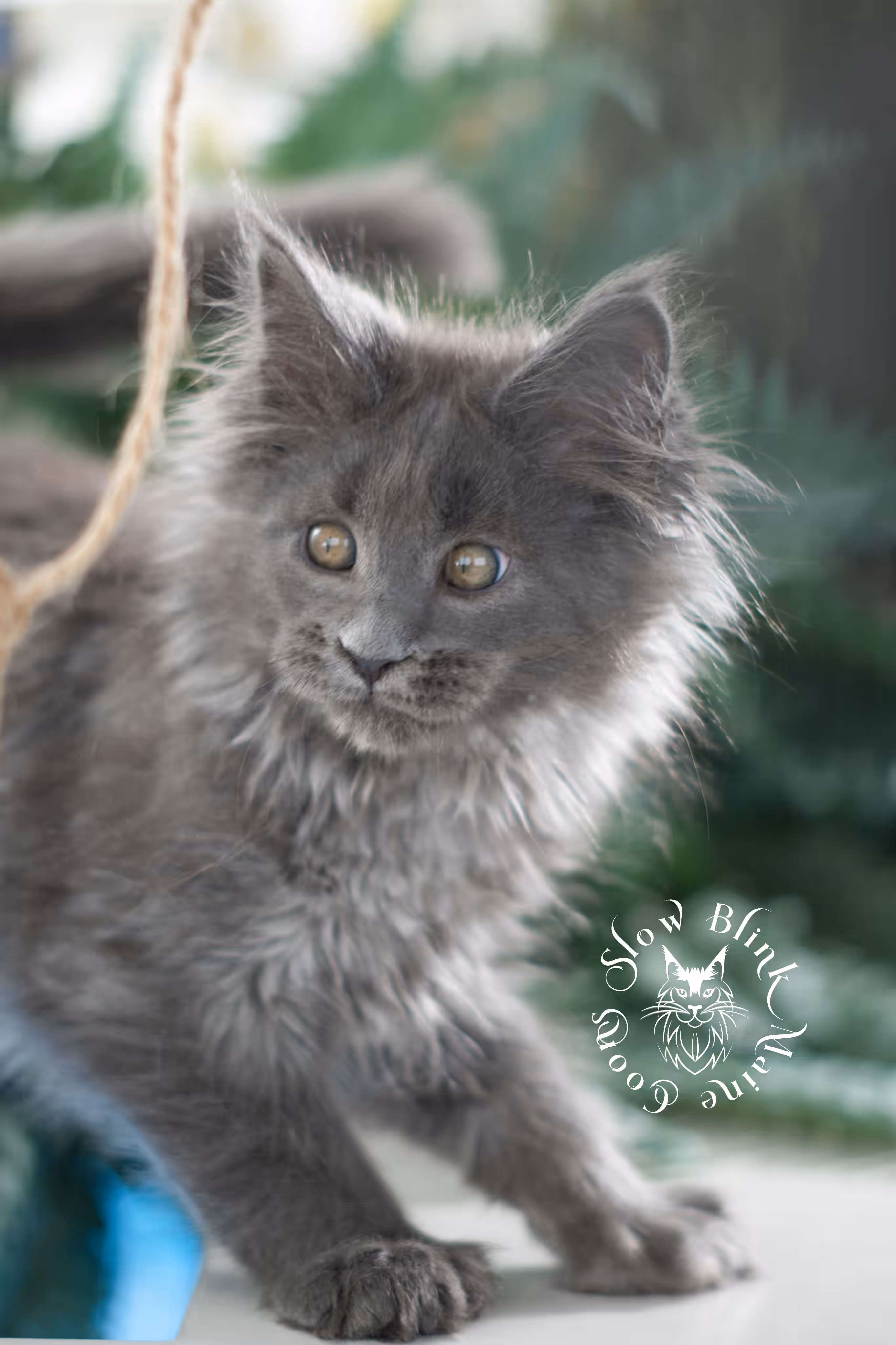 blue smoke | maine coon kitten | taken feb 2025 | ems code mcp as | male | age 7 weeks Blue Smoke Maine Coon Kittens > blue smoke | maine coon kitten | taken feb 2025 | ems code mcp as | male | age 7 weeks | idx 07