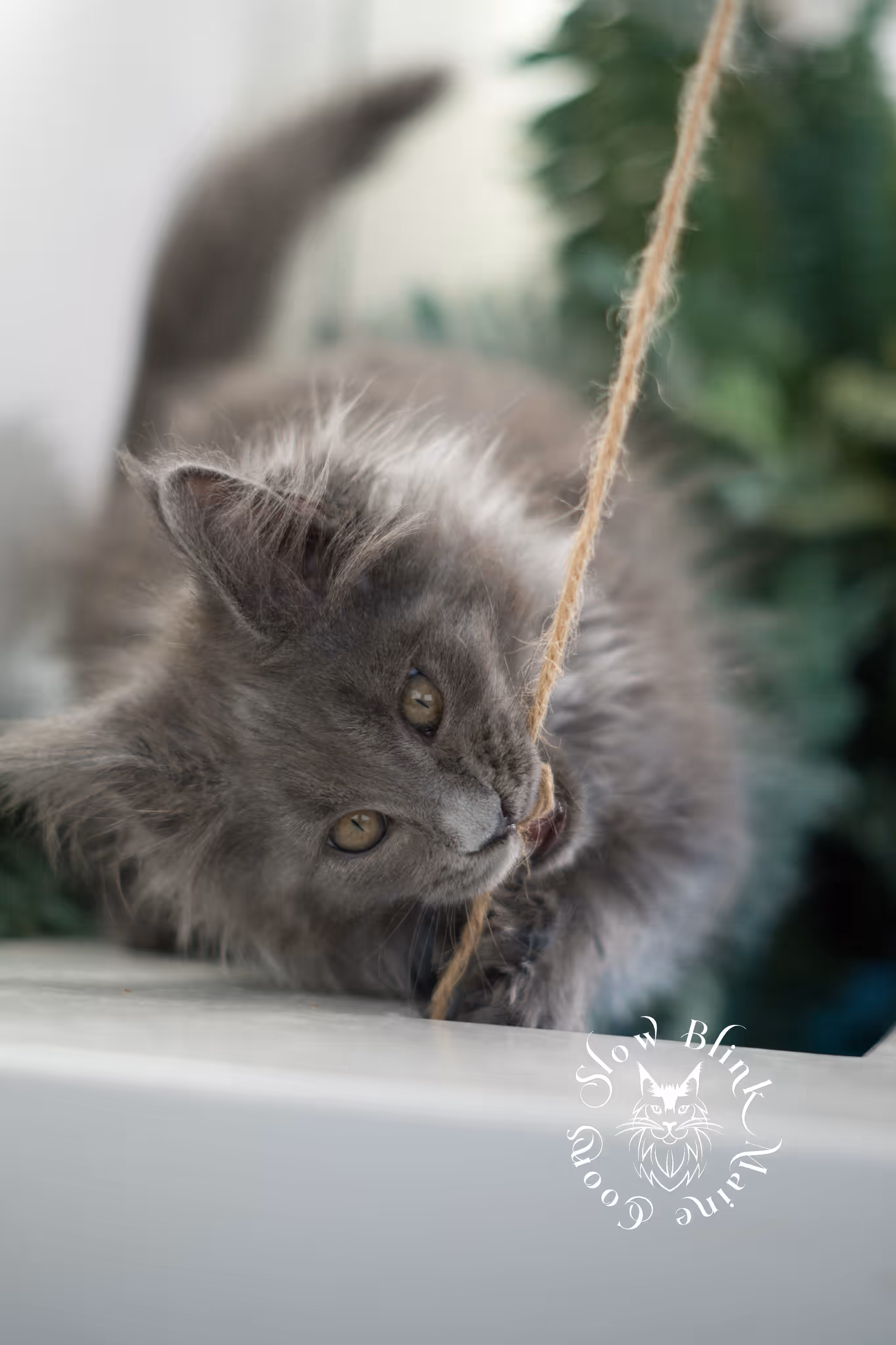 blue smoke | maine coon kitten | taken feb 2025 | poly | ems code mcp as | male | age 8 weeks Blue Smoke Maine Coon Kittens > blue smoke | maine coon kitten | taken feb 2025 | poly | ems code mcp as | male | age 8 weeks | idx 01