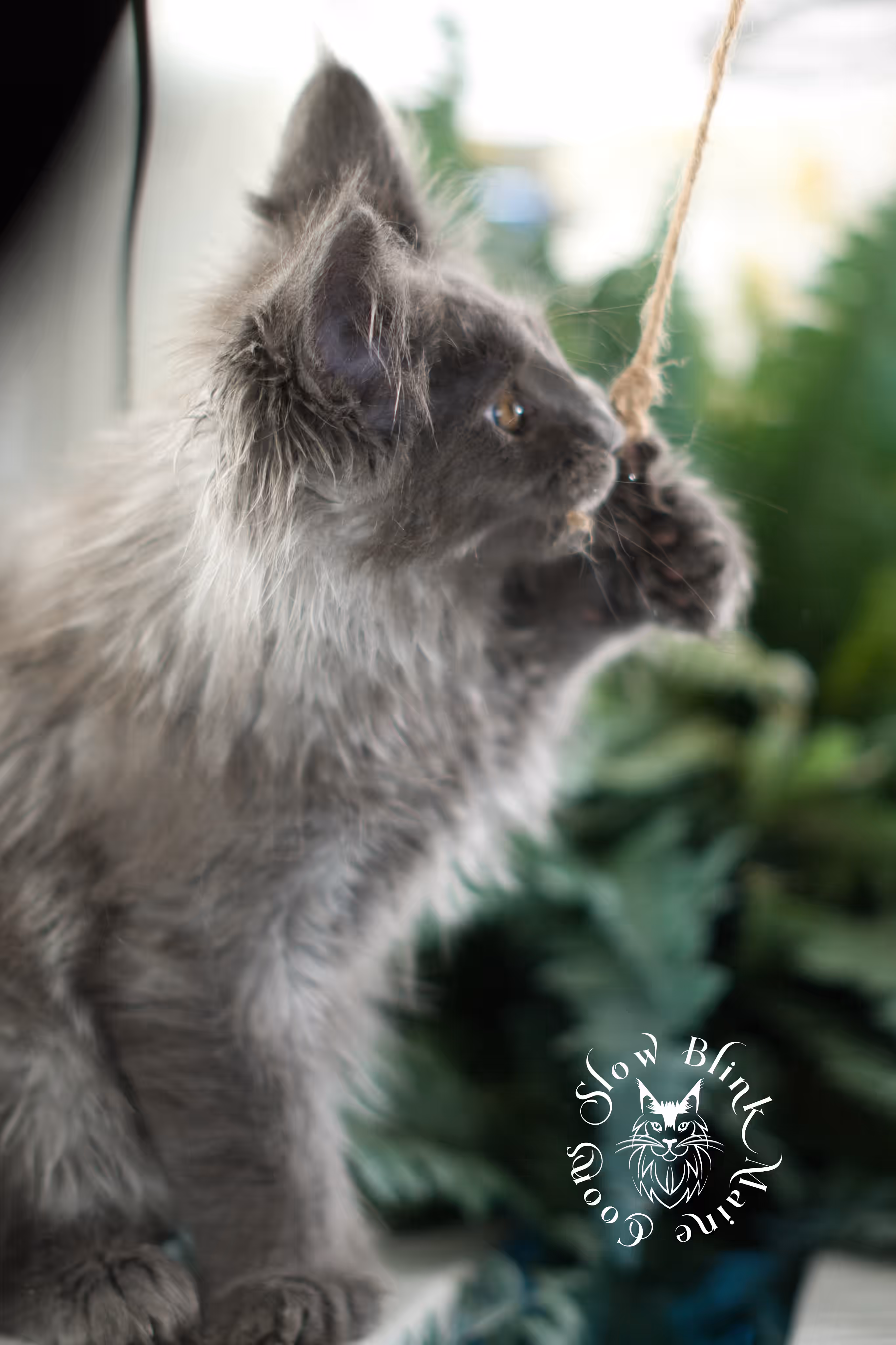 blue smoke | maine coon kitten | taken feb 2025 | poly | ems code mcp as | male | age 8 weeks Blue Smoke Maine Coon Kittens > blue smoke | maine coon kitten | taken feb 2025 | poly | ems code mcp as | male | age 8 weeks | idx 02