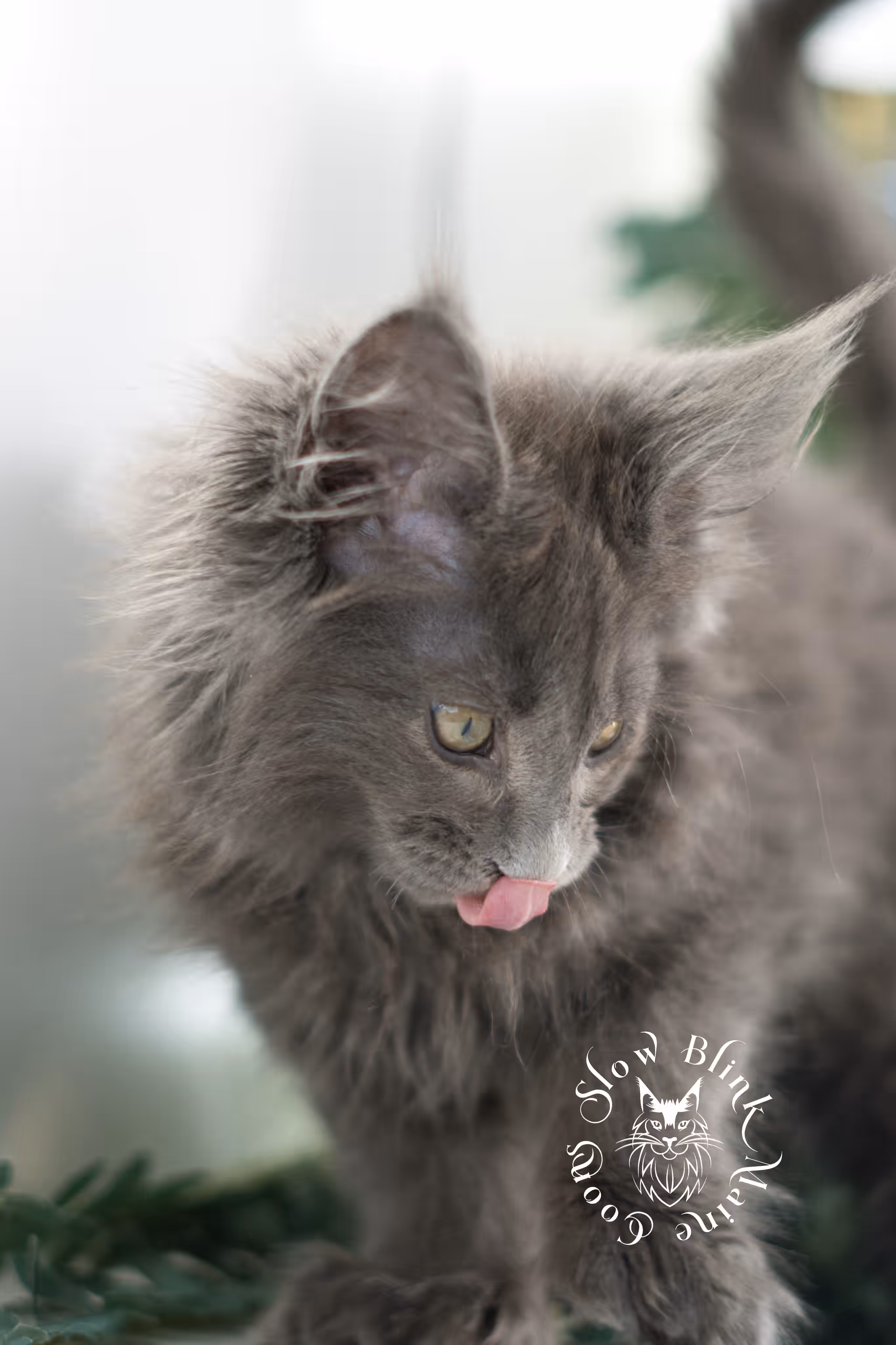 blue smoke | maine coon kitten | taken feb 2025 | poly | ems code mcp as | male | age 8 weeks Blue Smoke Maine Coon Kittens > blue smoke | maine coon kitten | taken feb 2025 | poly | ems code mcp as | male | age 8 weeks | idx 03