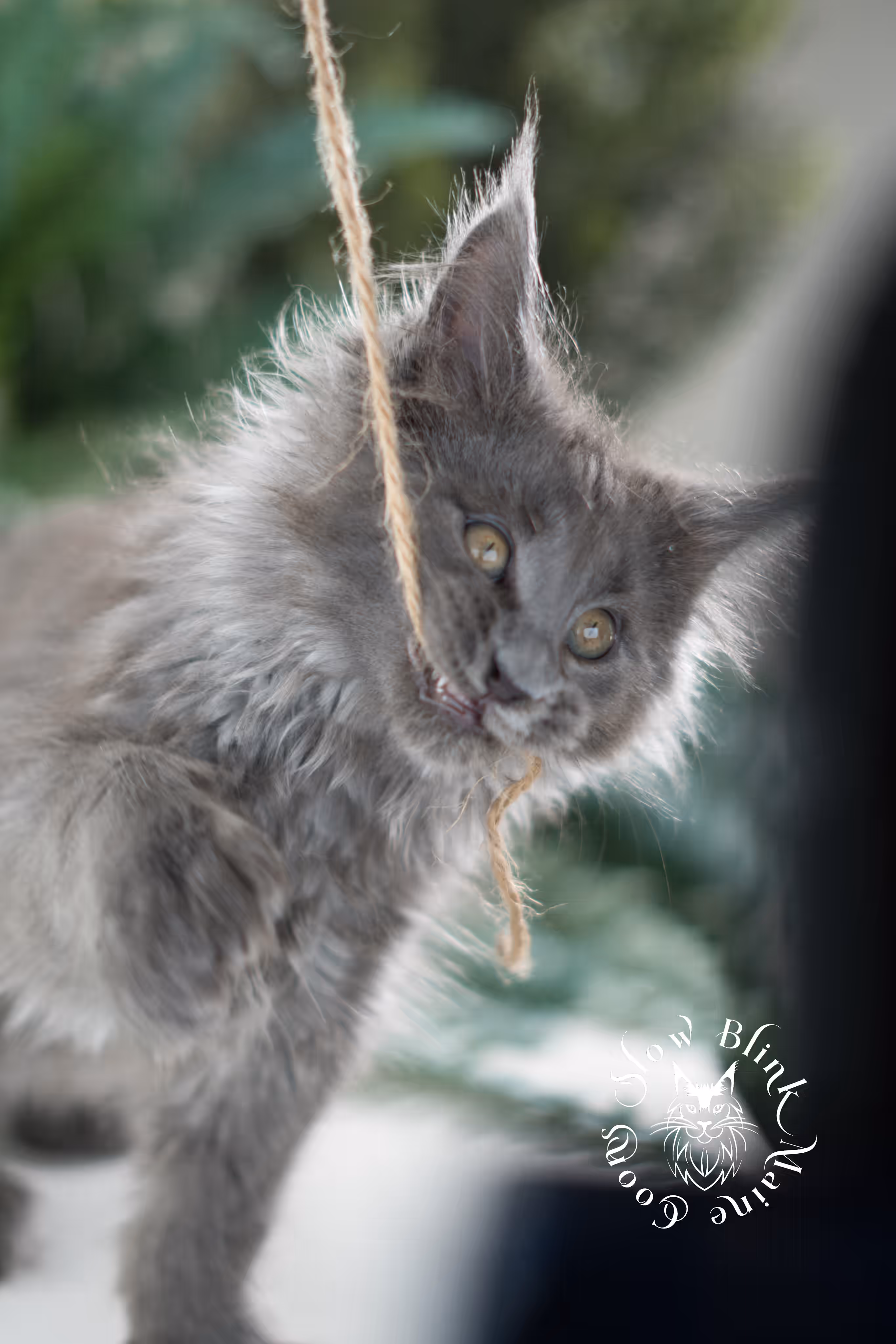 blue smoke | maine coon kitten | taken feb 2025 | poly | ems code mcp as | male | age 8 weeks Blue Smoke Maine Coon Kittens > blue smoke | maine coon kitten | taken feb 2025 | poly | ems code mcp as | male | age 8 weeks | idx 04
