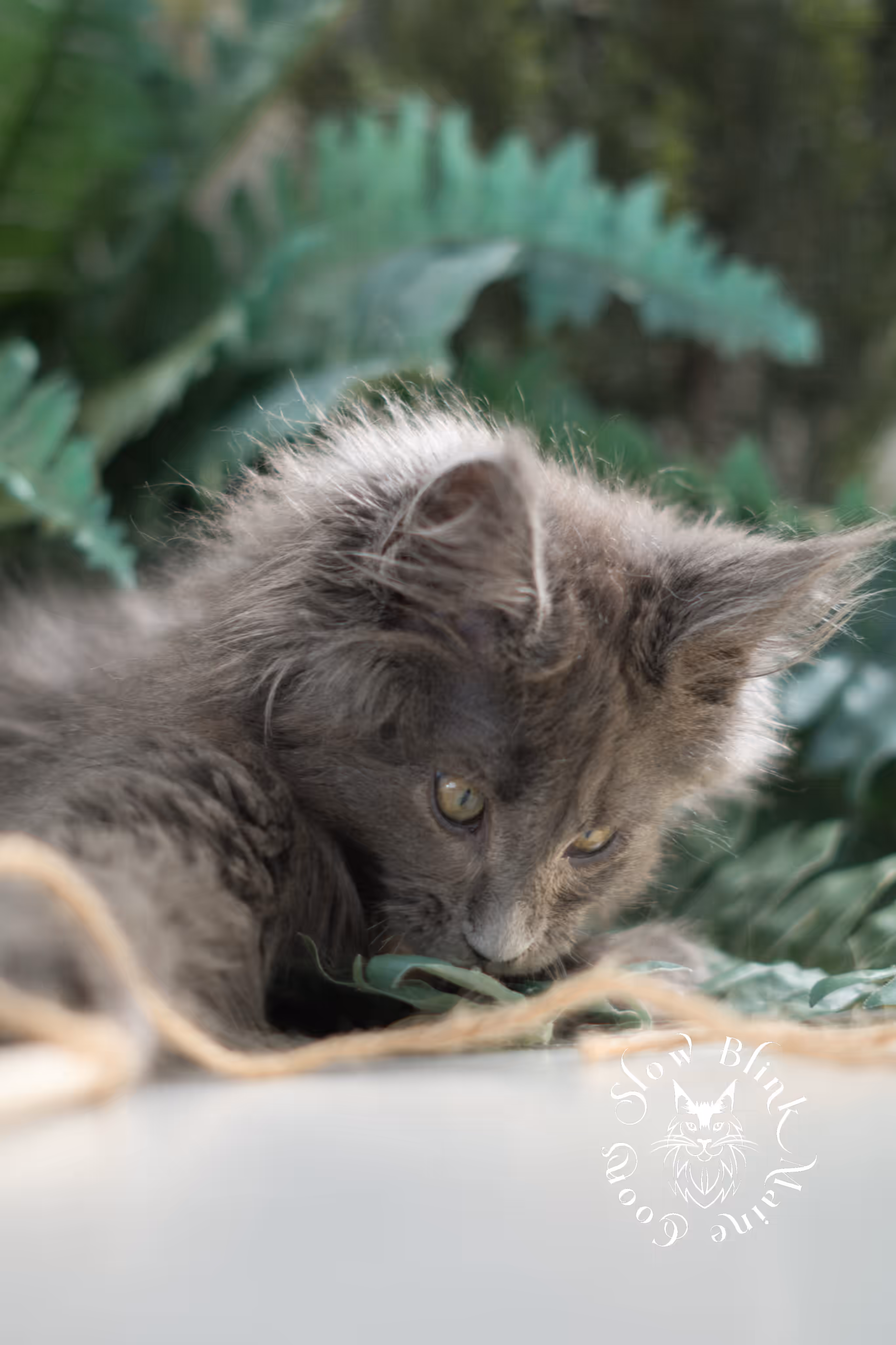 blue smoke | maine coon kitten | taken feb 2025 | poly | ems code mcp as | male | age 8 weeks Blue Smoke Maine Coon Kittens > blue smoke | maine coon kitten | taken feb 2025 | poly | ems code mcp as | male | age 8 weeks | idx 05