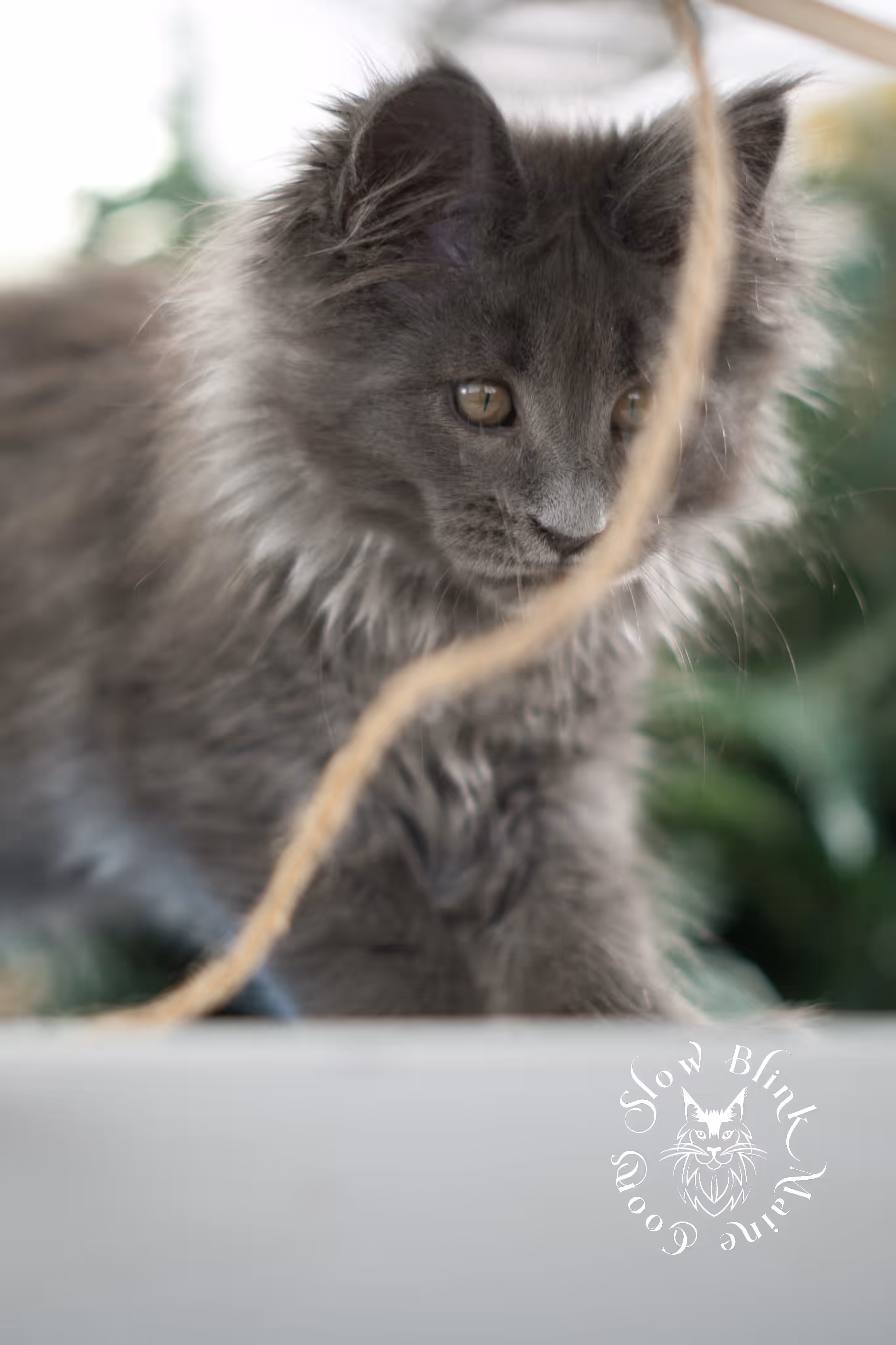 blue smoke | maine coon kitten | taken feb 2025 | poly | ems code mcp as | male | age 8 weeks Blue Smoke Maine Coon Kittens > blue smoke | maine coon kitten | taken feb 2025 | poly | ems code mcp as | male | age 8 weeks | idx 06