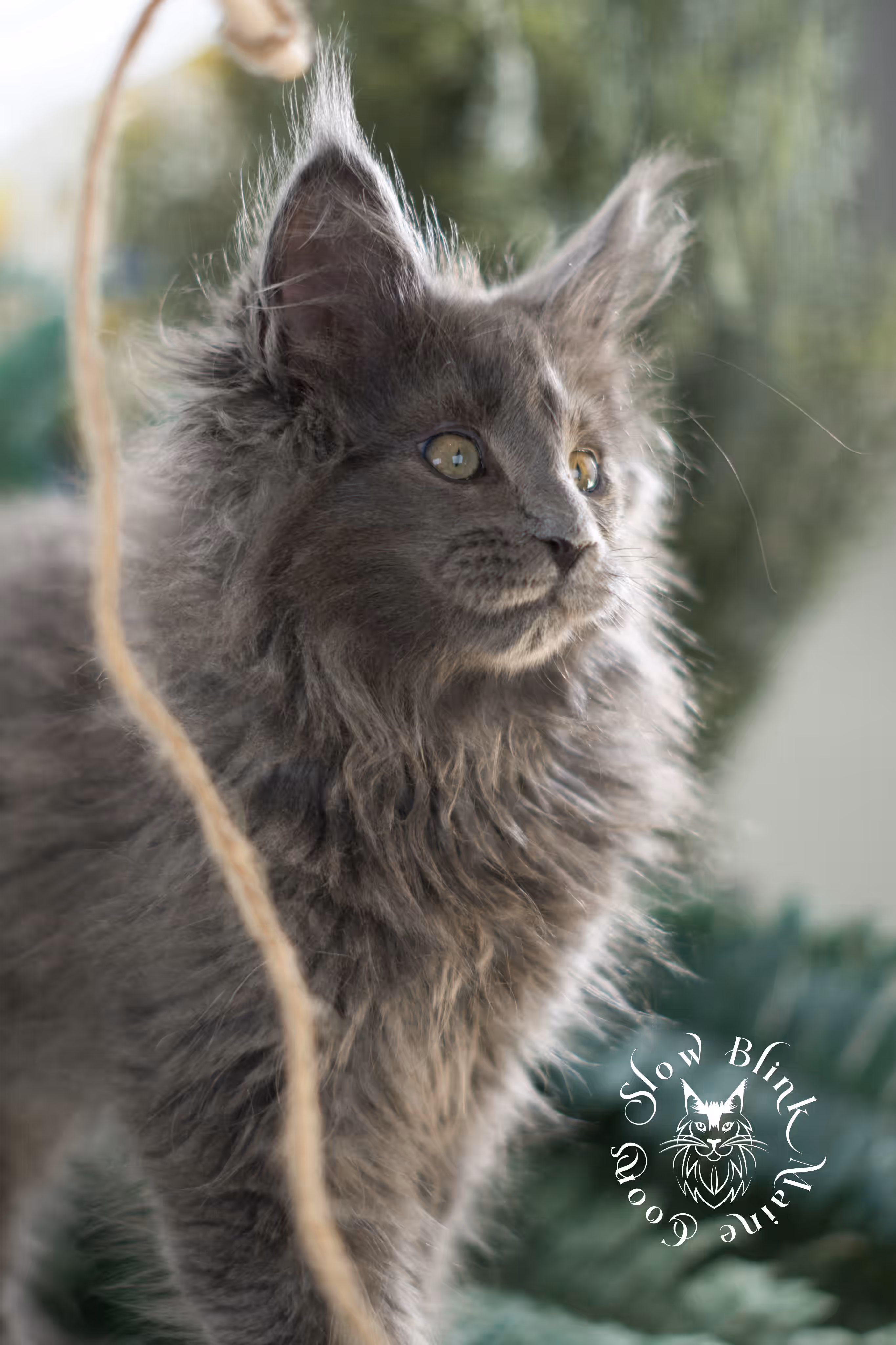 blue smoke | maine coon kitten | taken feb 2025 | poly | ems code mcp as | male | age 8 weeks Blue Smoke Maine Coon Kittens > blue smoke | maine coon kitten | taken feb 2025 | poly | ems code mcp as | male | age 8 weeks | idx 07