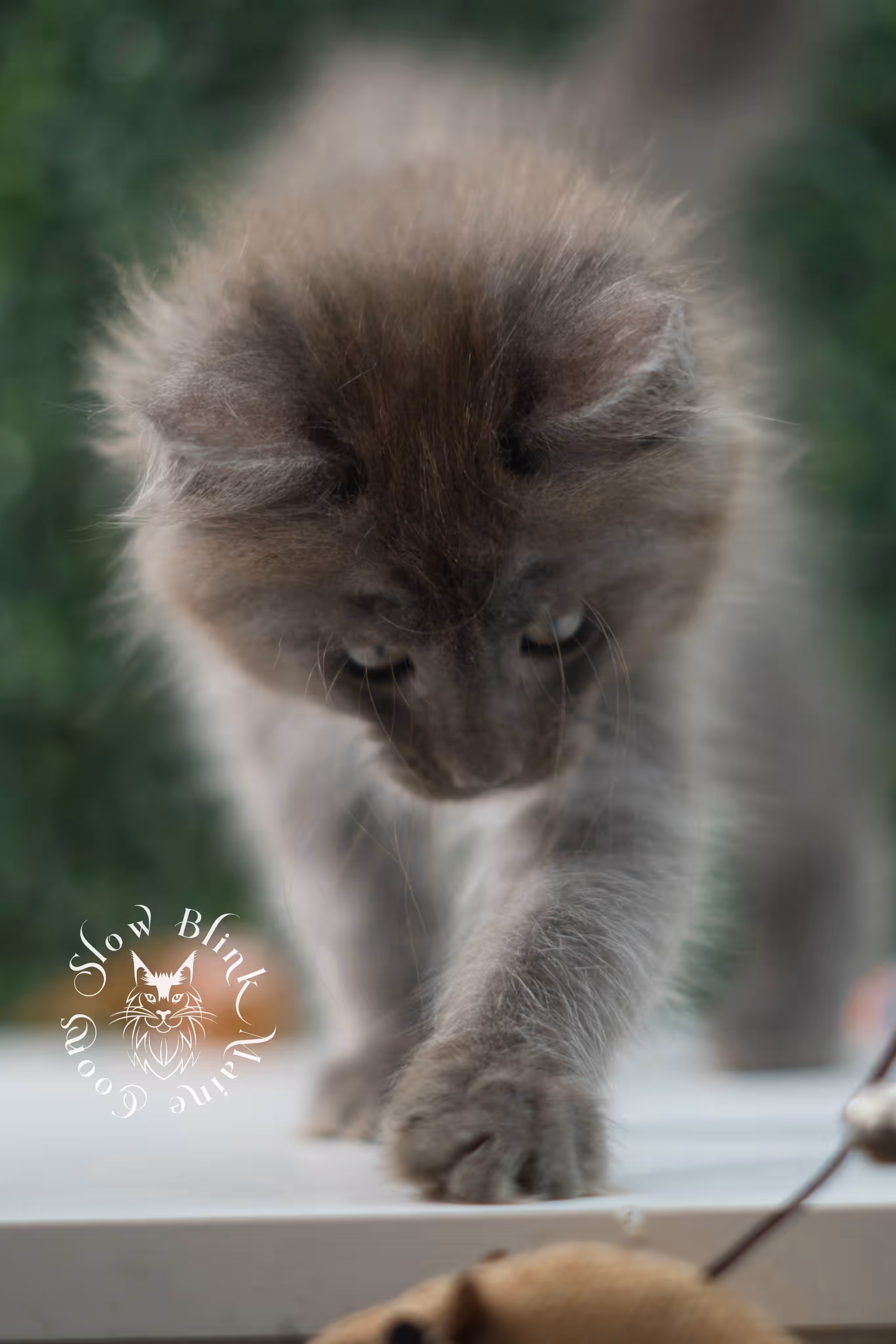 blue smoke maine coon kitten | age 5 weeks old | slowblinkmainecoons | ems code mco as | female | named winter | standard paws | taken jul 23 2025 Blue Smoke Maine Coon Kittens > blue smoke maine coon kitten | age 5 weeks old | slowblinkmainecoons | ems code mco as | female | named winter | standard paws | taken jul 23 2025 | idx 01