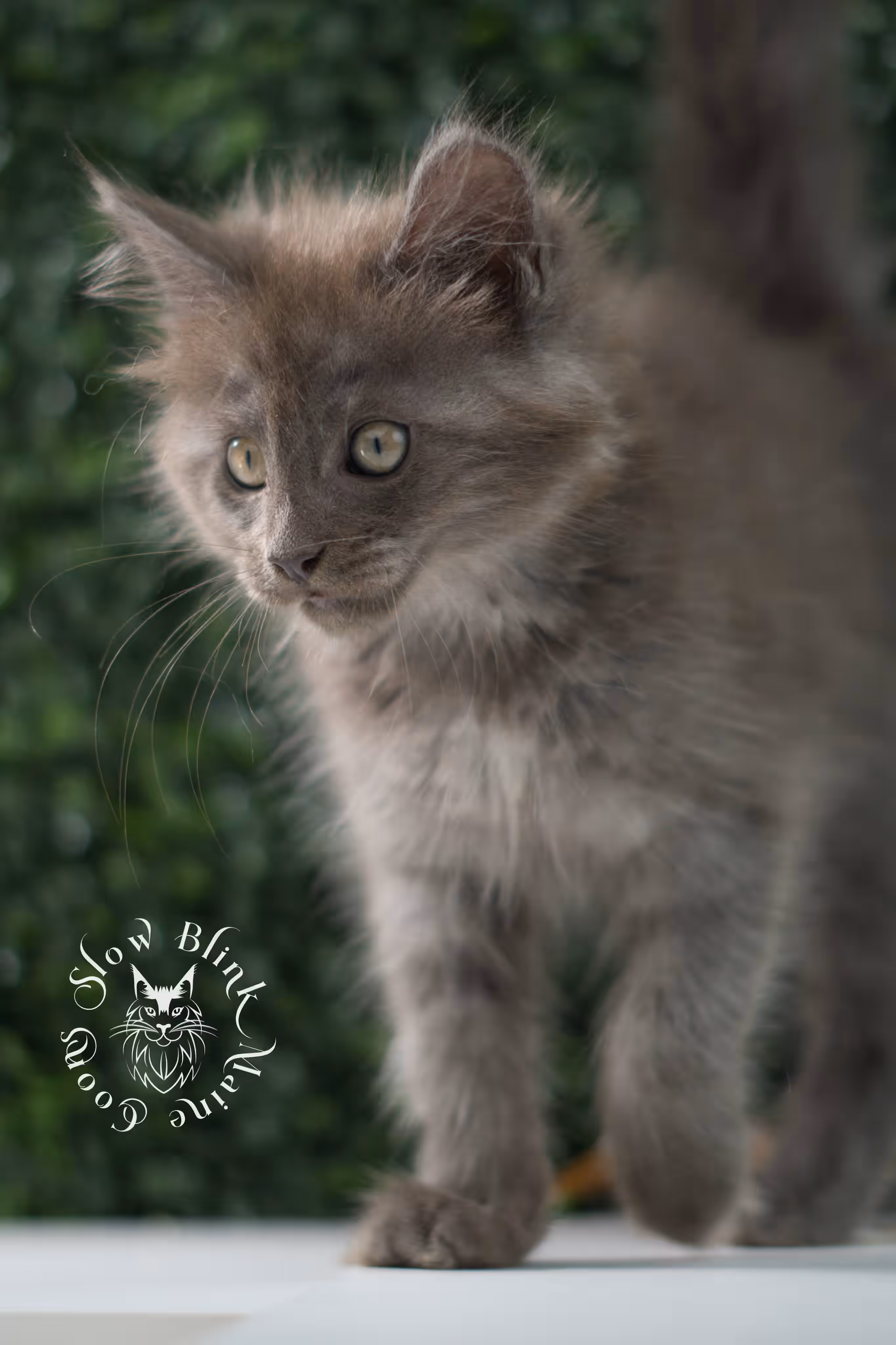 blue smoke maine coon kitten | age 5 weeks old | slowblinkmainecoons | ems code mco as | female | named winter | standard paws | taken jul 23 2025 Blue Smoke Maine Coon Kittens > blue smoke maine coon kitten | age 5 weeks old | slowblinkmainecoons | ems code mco as | female | named winter | standard paws | taken jul 23 2025 | idx 02