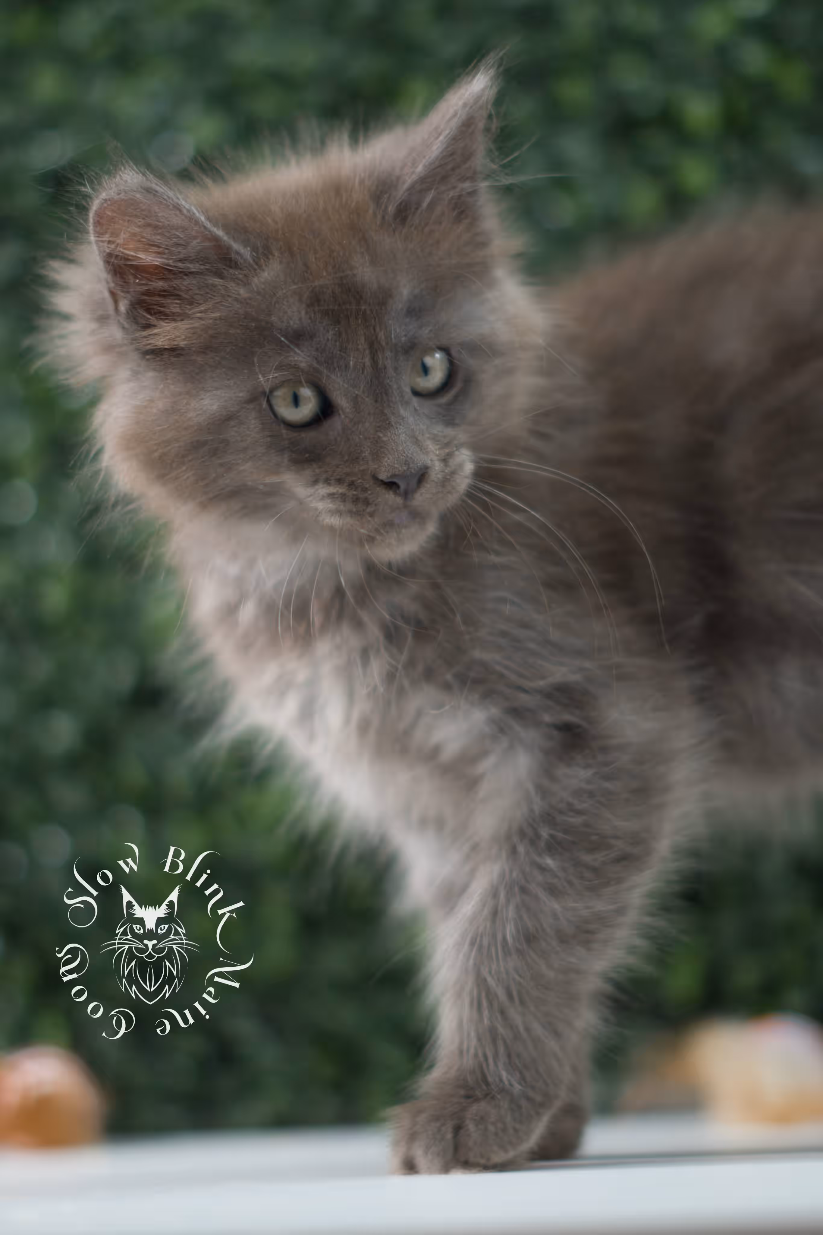 blue smoke maine coon kitten | age 5 weeks old | slowblinkmainecoons | ems code mco as | female | named winter | standard paws | taken jul 23 2025 Blue Smoke Maine Coon Kittens > blue smoke maine coon kitten | age 5 weeks old | slowblinkmainecoons | ems code mco as | female | named winter | standard paws | taken jul 23 2025 | idx 03