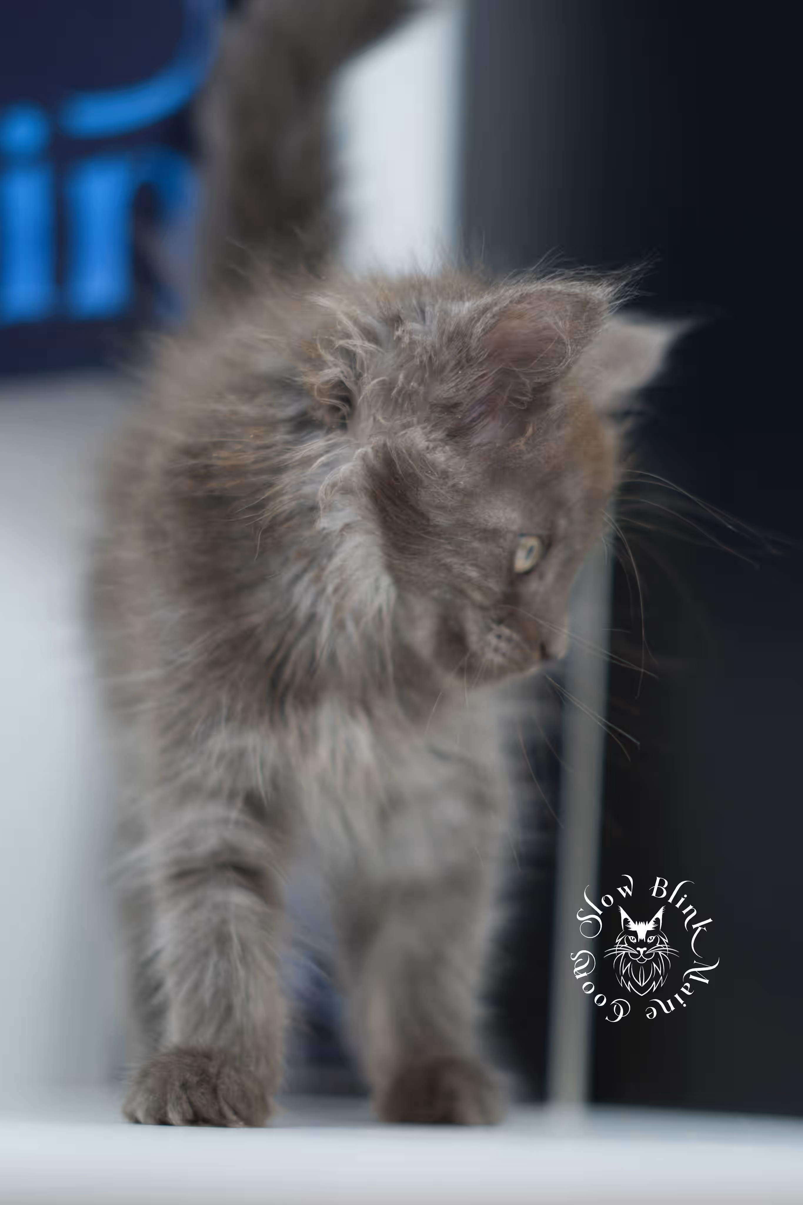 blue smoke maine coon kitten | age 5 weeks old | slowblinkmainecoons | ems code mco as | female | named winter | standard paws | taken jul 23 2025 Blue Smoke Maine Coon Kittens > blue smoke maine coon kitten | age 5 weeks old | slowblinkmainecoons | ems code mco as | female | named winter | standard paws | taken jul 23 2025 | idx 04