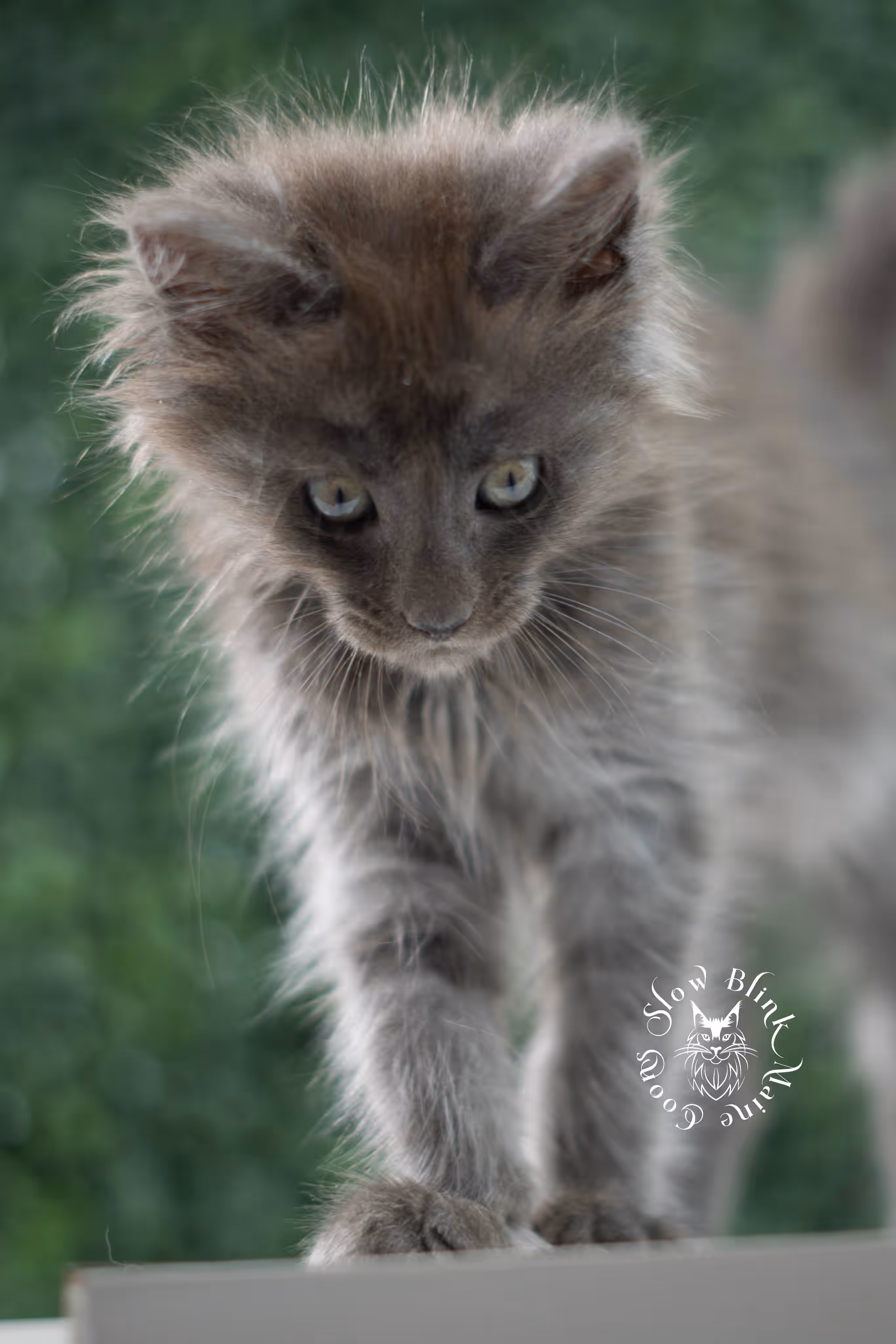 blue smoke maine coon kitten | age 5 weeks old | slowblinkmainecoons | ems code mco as | female | named winter | standard paws | taken jul 23 2025 Blue Smoke Maine Coon Kittens > blue smoke maine coon kitten | age 5 weeks old | slowblinkmainecoons | ems code mco as | female | named winter | standard paws | taken jul 23 2025 | idx 05