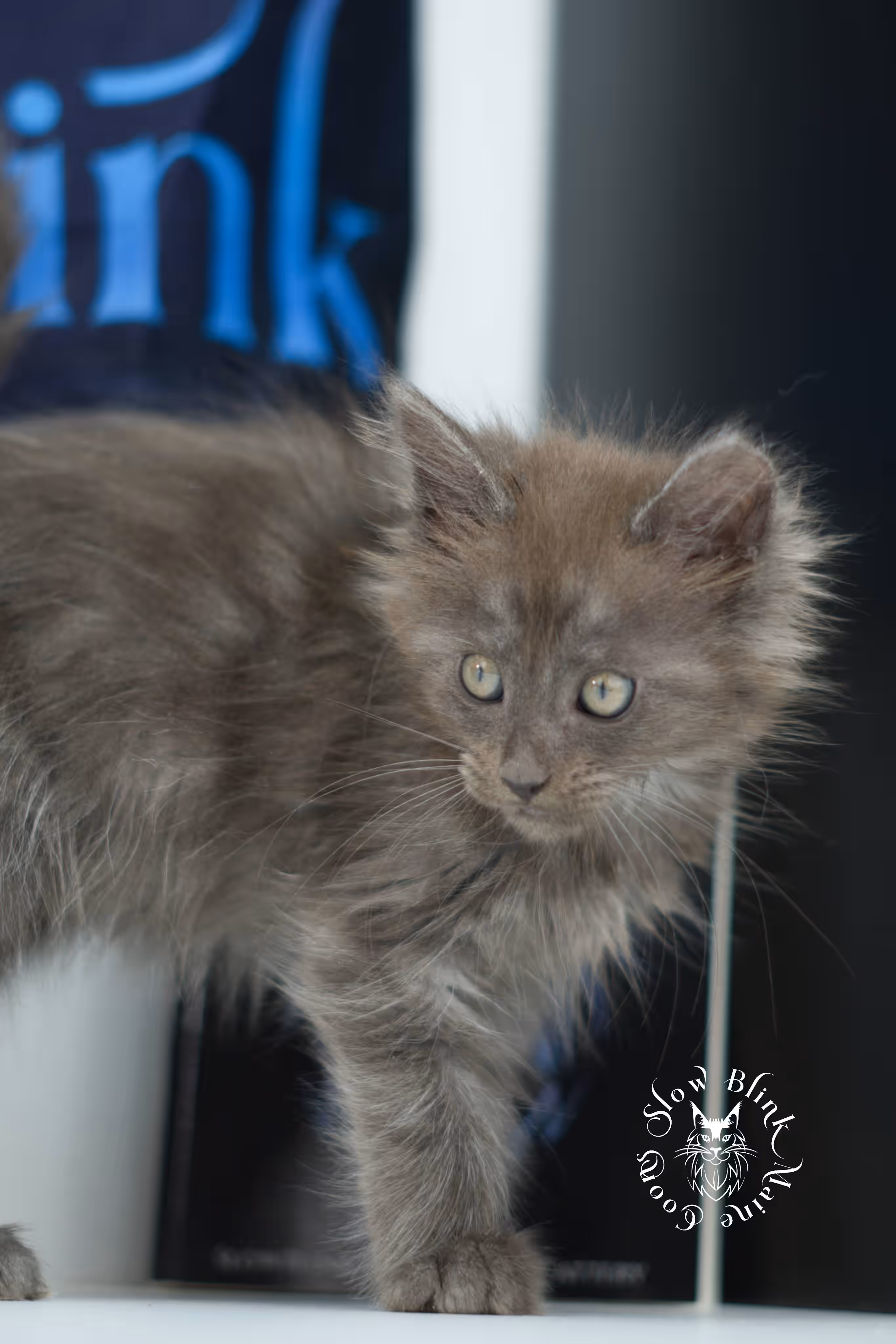 blue smoke maine coon kitten | age 5 weeks old | slowblinkmainecoons | ems code mco as | female | named winter | standard paws | taken jul 23 2025 Blue Smoke Maine Coon Kittens > blue smoke maine coon kitten | age 5 weeks old | slowblinkmainecoons | ems code mco as | female | named winter | standard paws | taken jul 23 2025 | idx 06