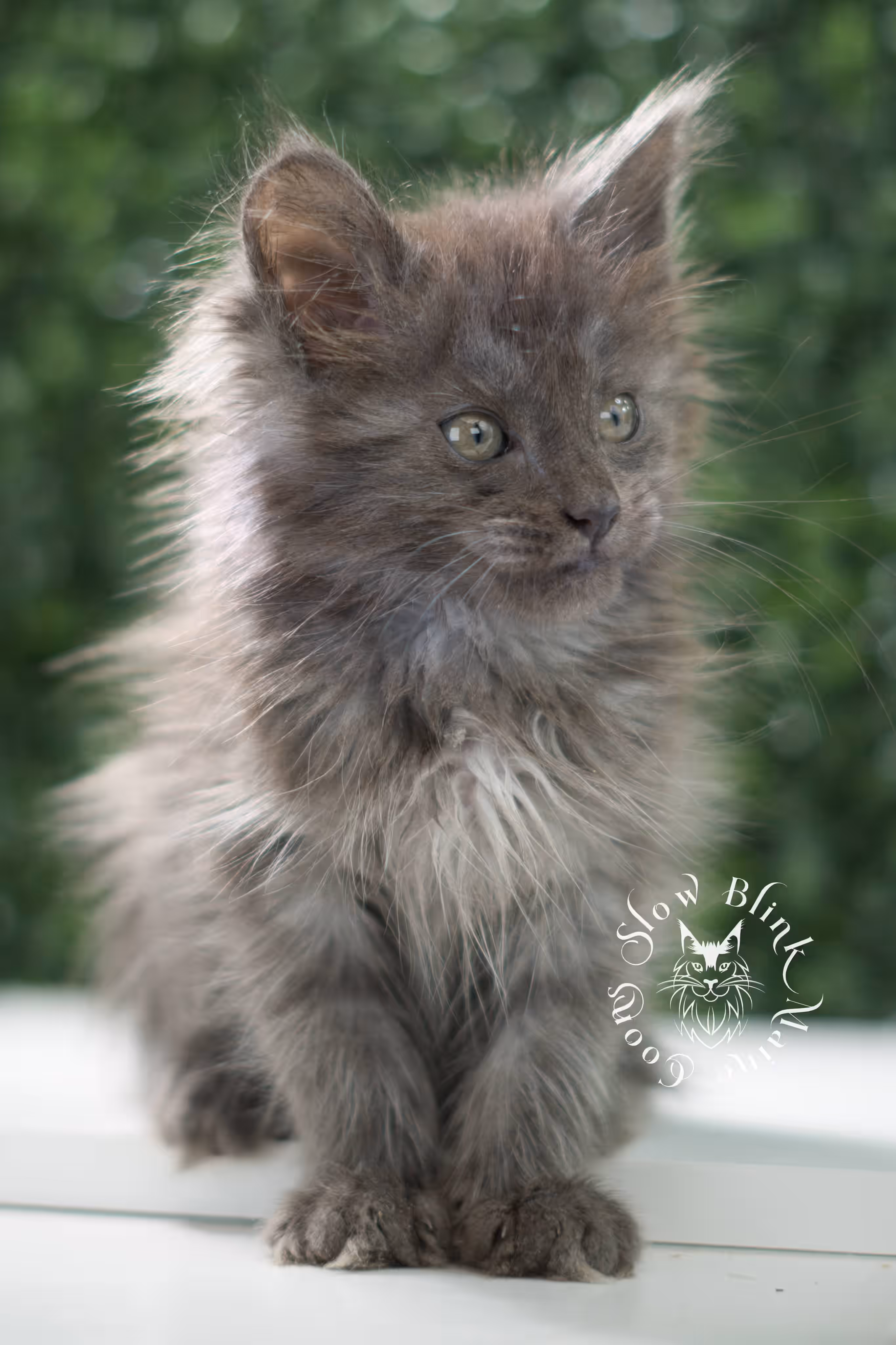 blue smoke maine coon kitten | age 5 weeks old | slowblinkmainecoons | ems code mco as | female | named winter | standard paws | taken jul 23 2025 Blue Smoke Maine Coon Kittens > blue smoke maine coon kitten | age 5 weeks old | slowblinkmainecoons | ems code mco as | female | named winter | standard paws | taken jul 23 2025 | idx 07