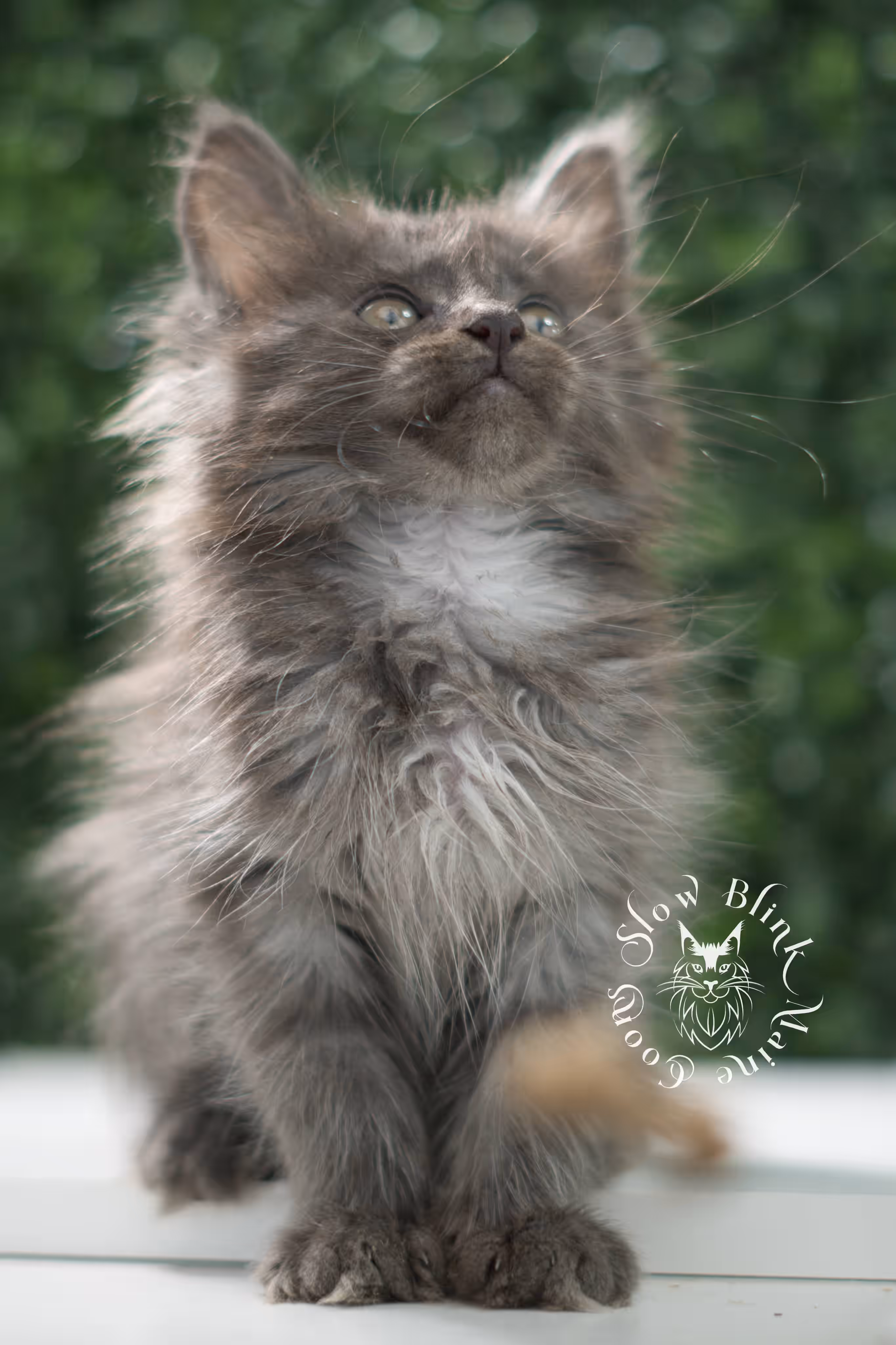 blue smoke maine coon kitten | age 5 weeks old | slowblinkmainecoons | ems code mco as | female | named winter | standard paws | taken jul 23 2025 Blue Smoke Maine Coon Kittens > blue smoke maine coon kitten | age 5 weeks old | slowblinkmainecoons | ems code mco as | female | named winter | standard paws | taken jul 23 2025 | idx 08
