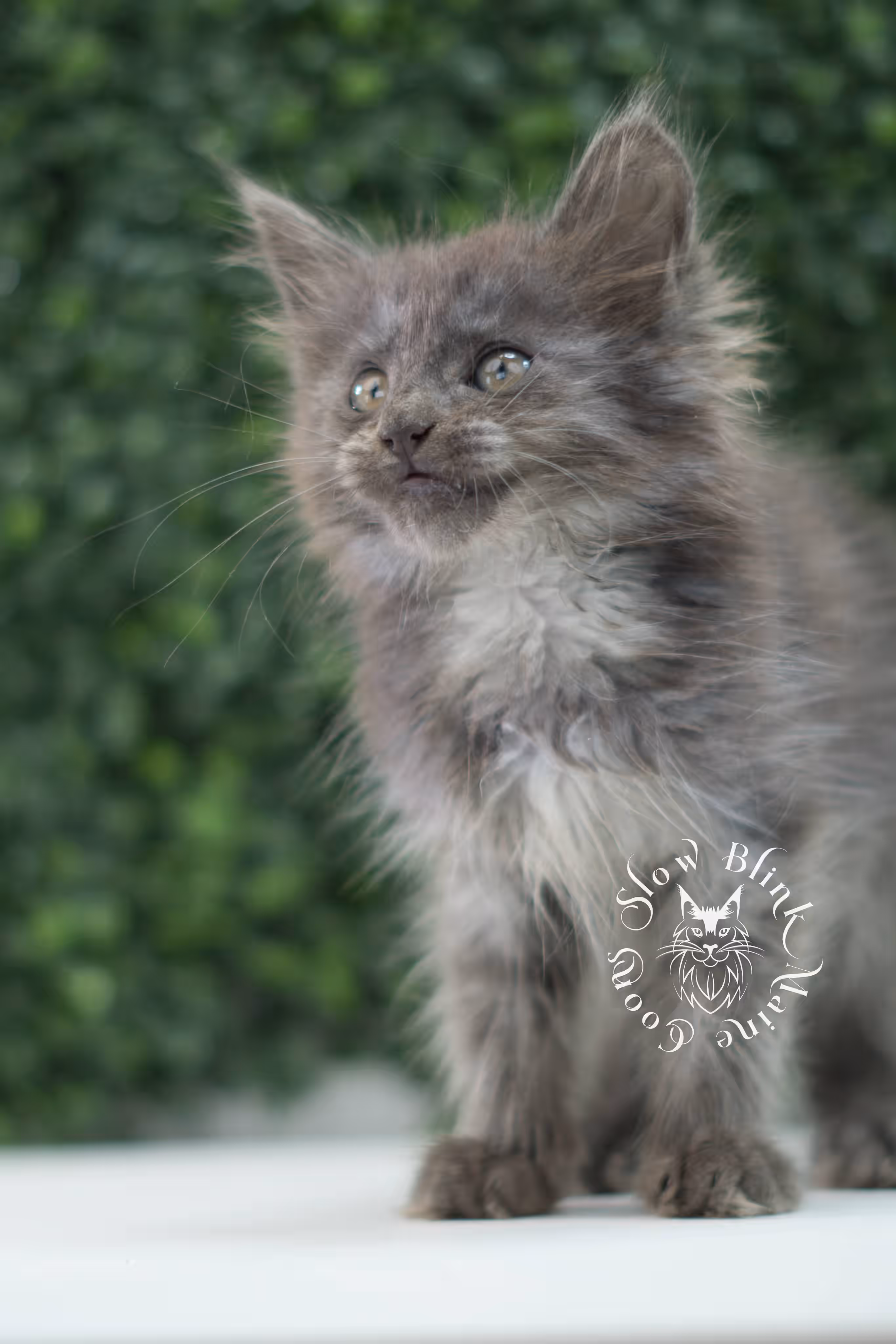 blue smoke maine coon kitten | age 5 weeks old | slowblinkmainecoons | ems code mco as | female | named winter | standard paws | taken jul 23 2025 Blue Smoke Maine Coon Kittens > blue smoke maine coon kitten | age 5 weeks old | slowblinkmainecoons | ems code mco as | female | named winter | standard paws | taken jul 23 2025 | idx 09
