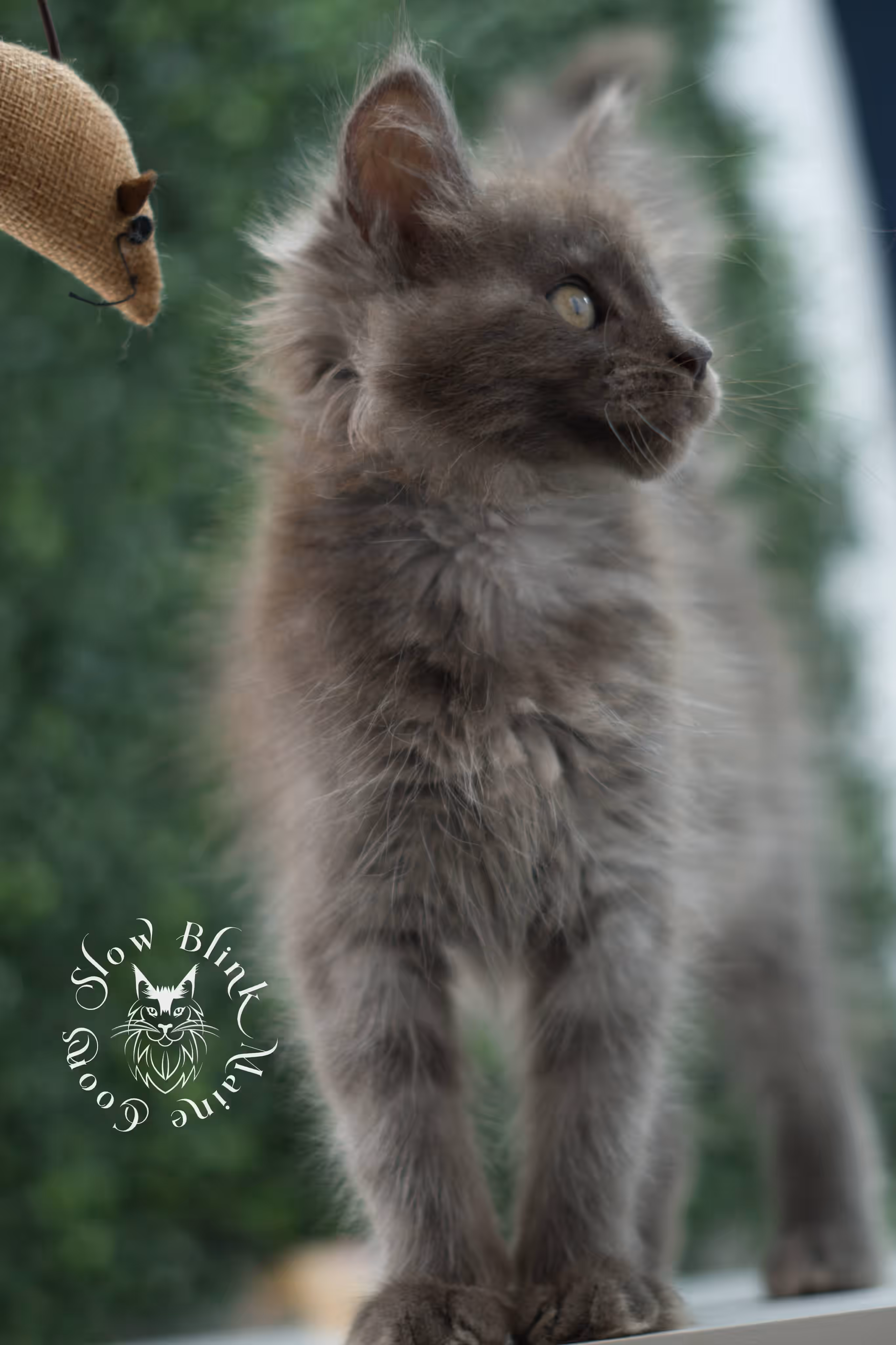 blue smoke maine coon kitten | age 5 weeks old | slowblinkmainecoons | ems code mco as | female | named winter | standard paws | taken jul 23 2025 Blue Smoke Maine Coon Kittens > blue smoke maine coon kitten | age 5 weeks old | slowblinkmainecoons | ems code mco as | female | named winter | standard paws | taken jul 23 2025 | idx 10