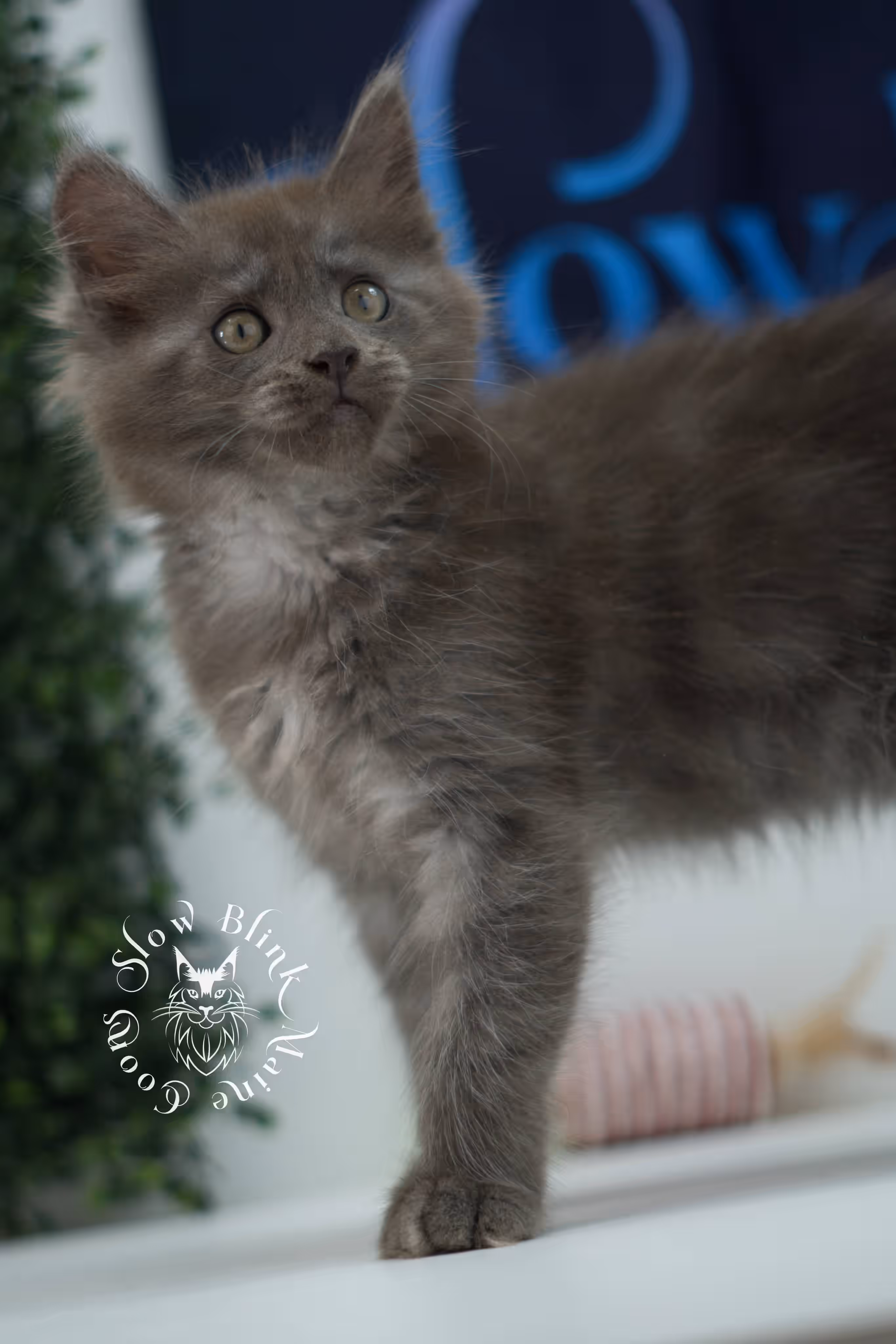 blue smoke maine coon kitten | age 5 weeks old | slowblinkmainecoons | ems code mco as | female | named winter | standard paws | taken jul 23 2025 Blue Smoke Maine Coon Kittens > blue smoke maine coon kitten | age 5 weeks old | slowblinkmainecoons | ems code mco as | female | named winter | standard paws | taken jul 23 2025 | idx 11