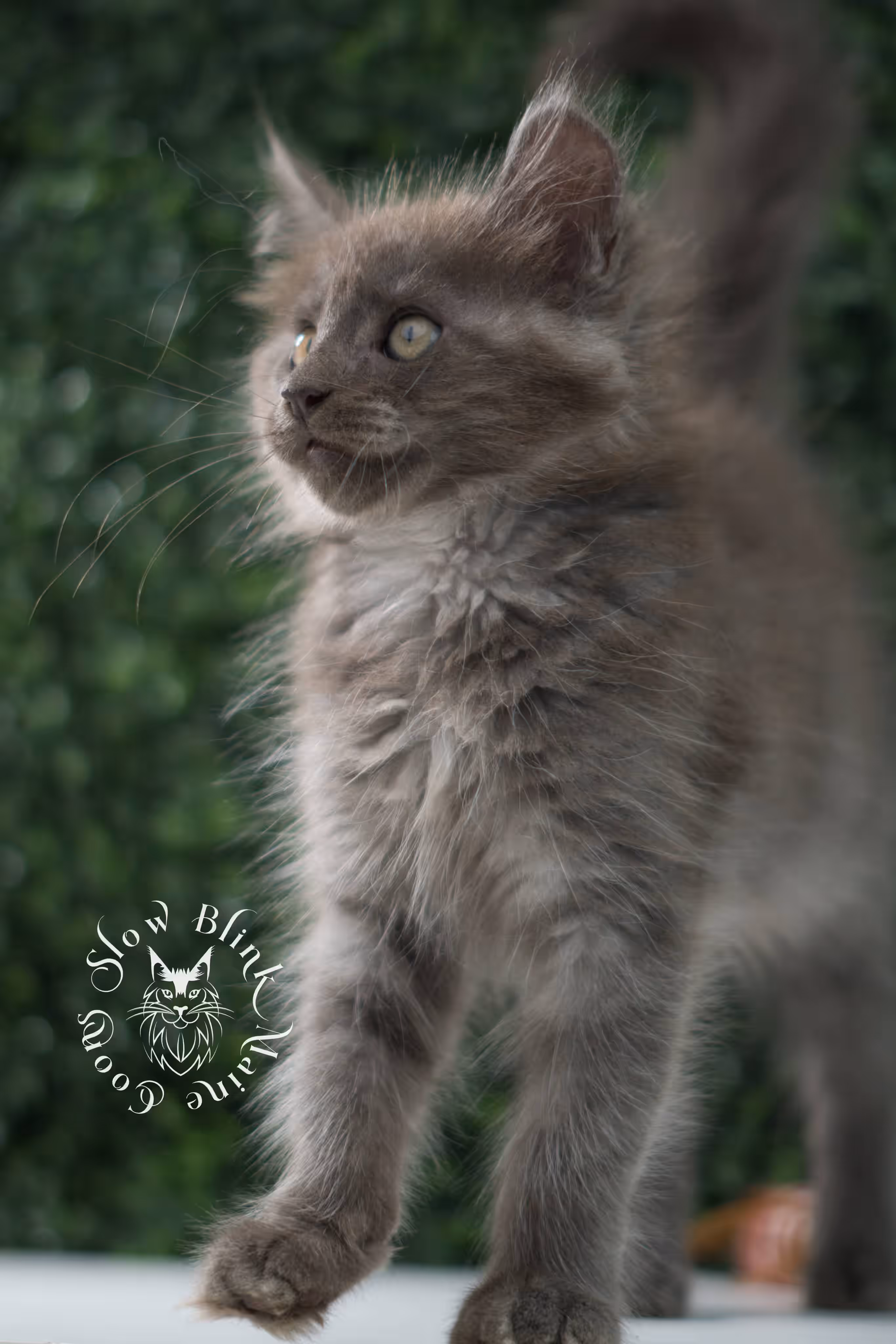 blue smoke maine coon kitten | age 5 weeks old | slowblinkmainecoons | ems code mco as | female | named winter | standard paws | taken jul 23 2025 Blue Smoke Maine Coon Kittens > blue smoke maine coon kitten | age 5 weeks old | slowblinkmainecoons | ems code mco as | female | named winter | standard paws | taken jul 23 2025 | idx 12