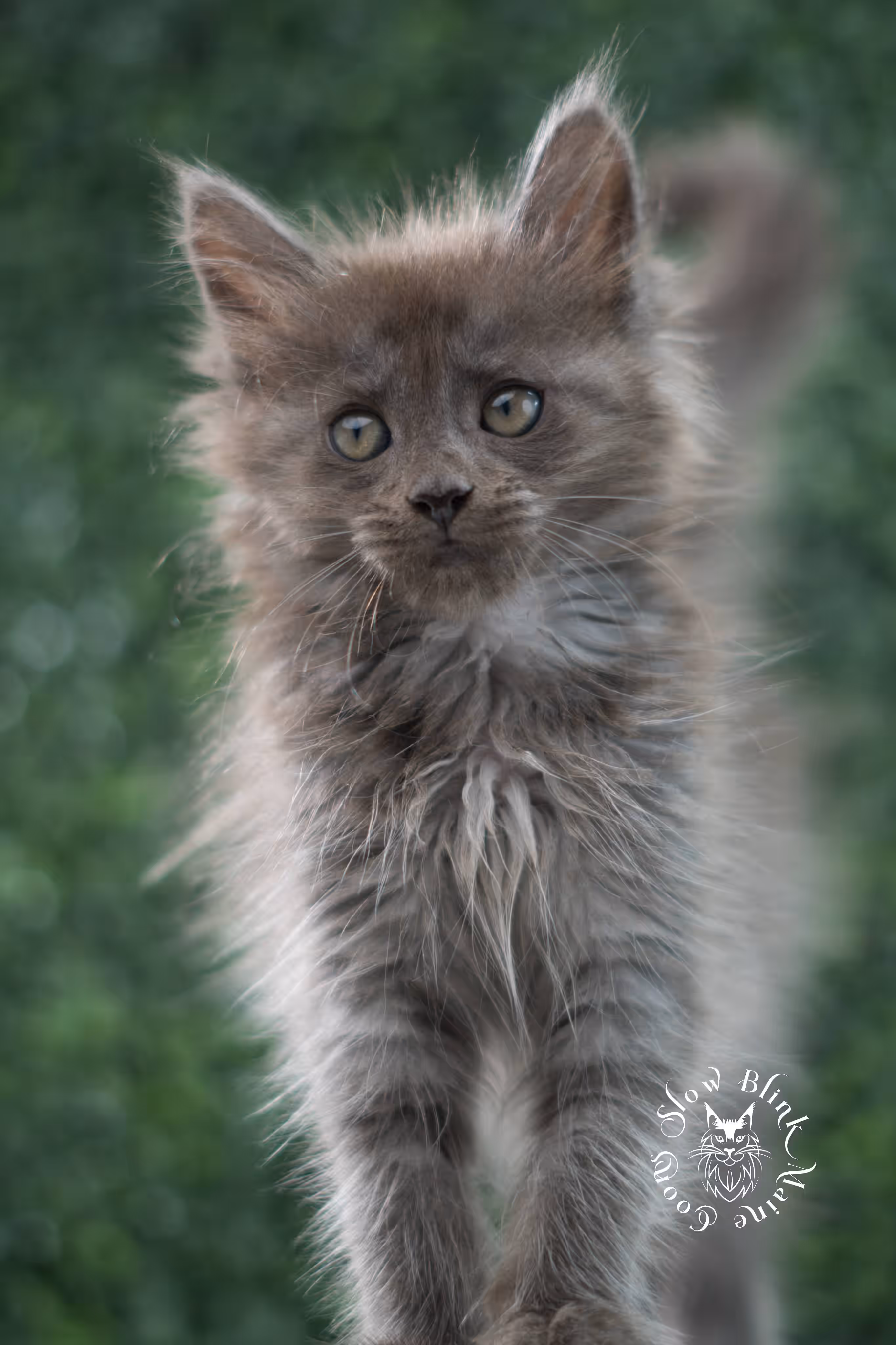 blue smoke maine coon kitten | age 5 weeks old | slowblinkmainecoons | ems code mco as | female | named winter | standard paws | taken jul 23 2025 Blue Smoke Maine Coon Kittens > blue smoke maine coon kitten | age 5 weeks old | slowblinkmainecoons | ems code mco as | female | named winter | standard paws | taken jul 23 2025 | idx 13