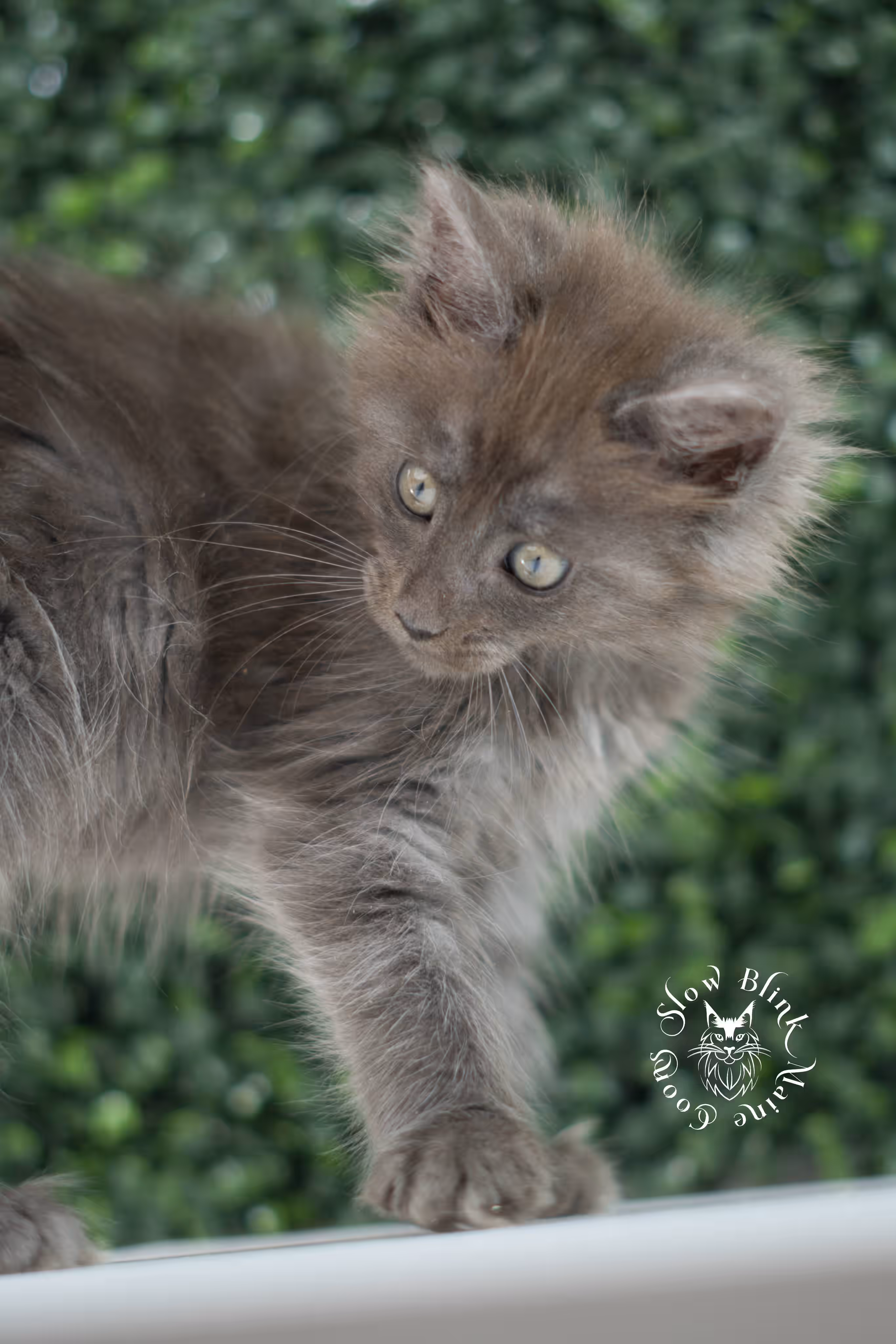 blue smoke maine coon kitten | age 5 weeks old | slowblinkmainecoons | ems code mco as | female | named winter | standard paws | taken jul 23 2025 Blue Smoke Maine Coon Kittens > blue smoke maine coon kitten | age 5 weeks old | slowblinkmainecoons | ems code mco as | female | named winter | standard paws | taken jul 23 2025 | idx 14