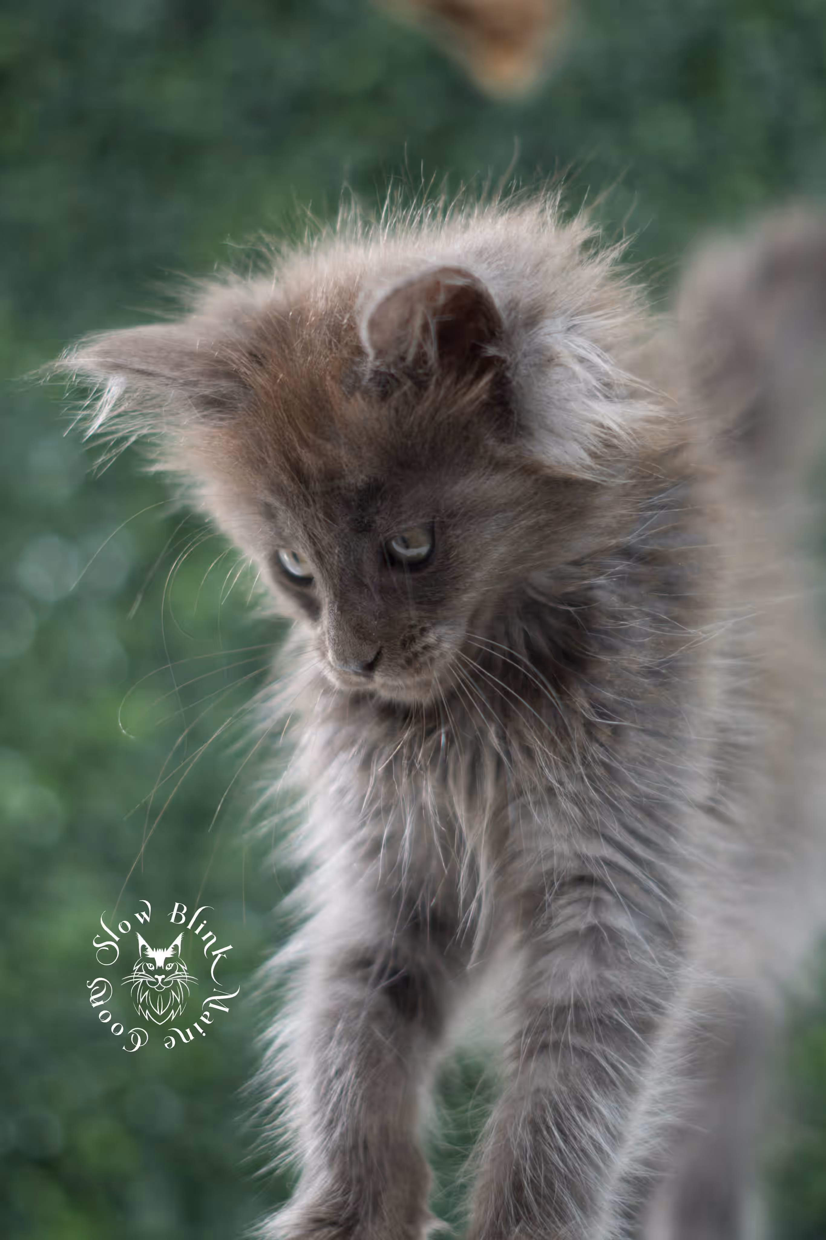 blue smoke maine coon kitten | age 5 weeks old | slowblinkmainecoons | ems code mco as | female | named winter | standard paws | taken jul 23 2025 Blue Smoke Maine Coon Kittens > blue smoke maine coon kitten | age 5 weeks old | slowblinkmainecoons | ems code mco as | female | named winter | standard paws | taken jul 23 2025 | idx 15