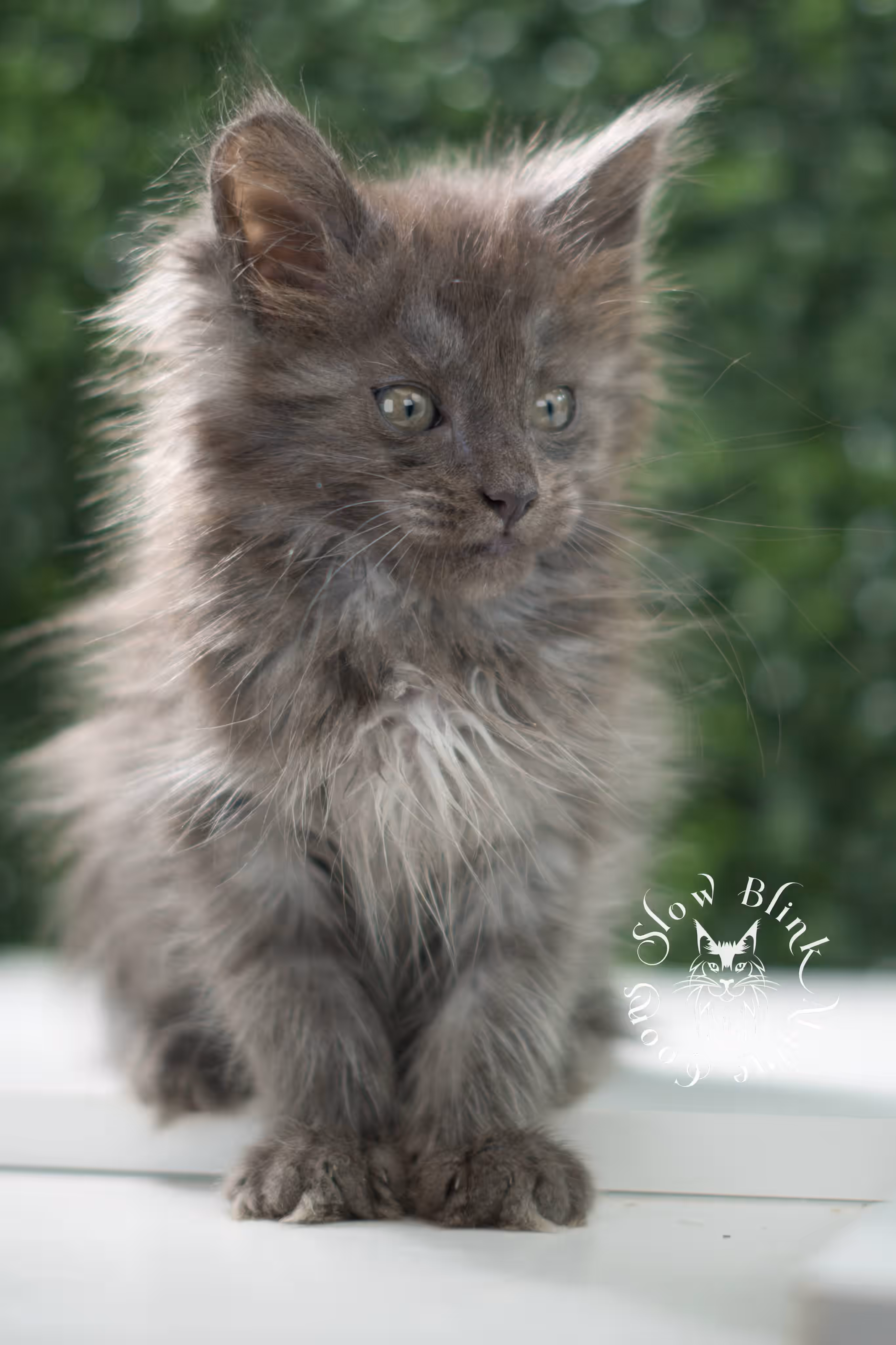 blue smoke maine coon kitten | age 5 weeks old | slowblinkmainecoons | ems code mco as | female | named winter | standard paws | taken jul 23 2025 Blue Smoke Maine Coon Kittens > blue smoke maine coon kitten | age 5 weeks old | slowblinkmainecoons | ems code mco as | female | named winter | standard paws | taken jul 23 2025 | idx 16