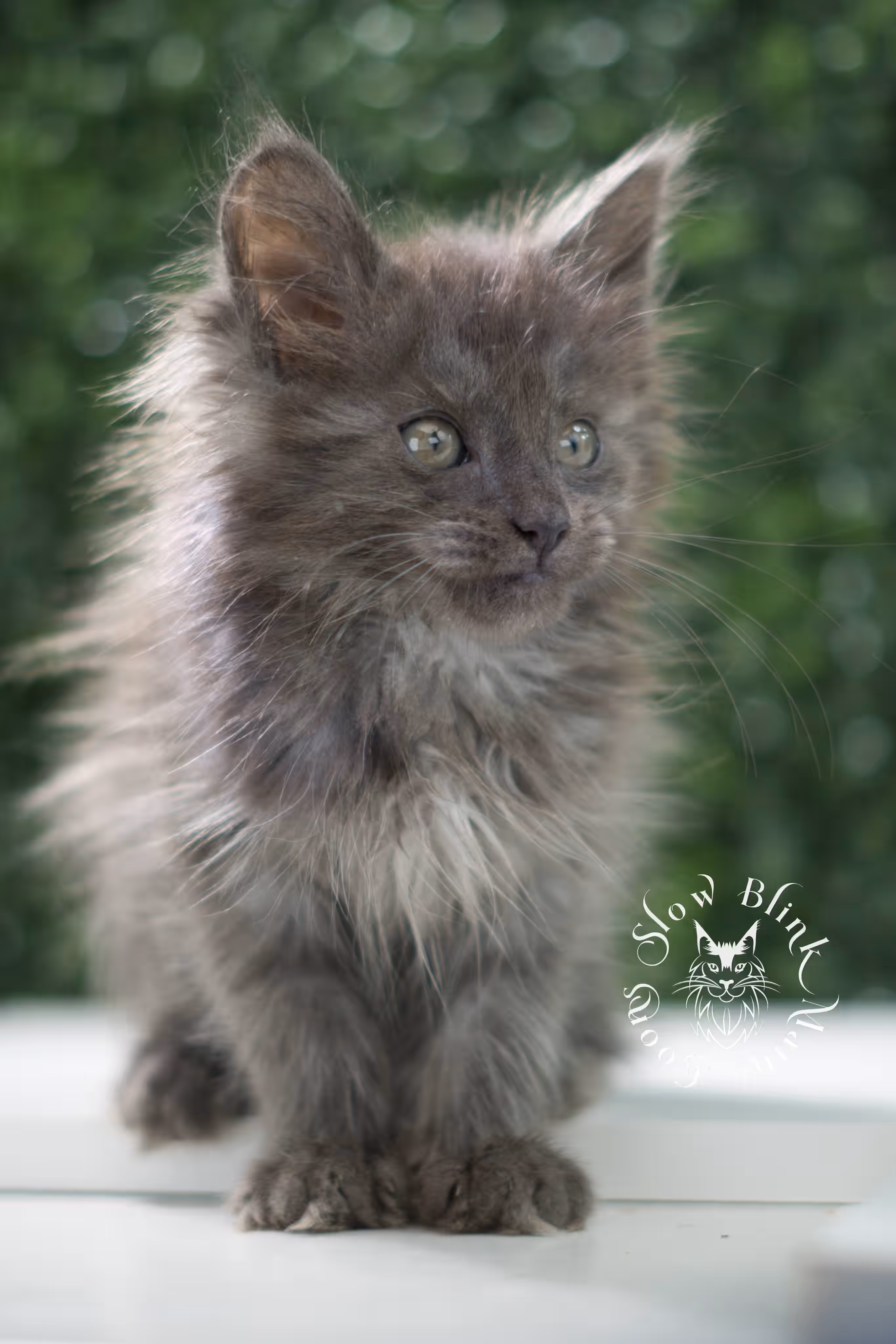 blue smoke maine coon kitten | age 5 weeks old | slowblinkmainecoons | ems code mco as | female | named winter | standard paws | taken jul 23 2025 Blue Smoke Maine Coon Kittens > blue smoke maine coon kitten | age 5 weeks old | slowblinkmainecoons | ems code mco as | female | named winter | standard paws | taken jul 23 2025 | idx 17
