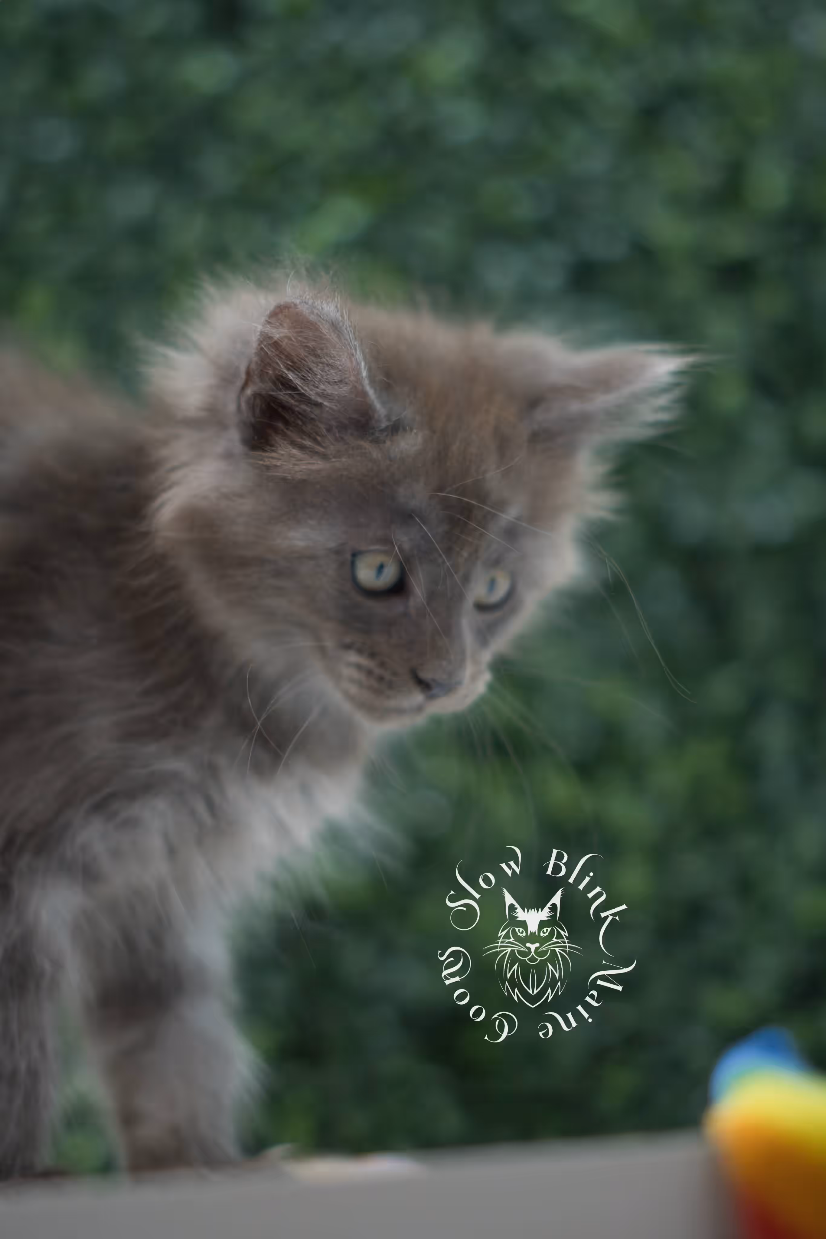 blue smoke maine coon kitten | age 5 weeks old | slowblinkmainecoons | ems code mco as | female | named winter | standard paws | taken jul 23 2025 Blue Smoke Maine Coon Kittens > blue smoke maine coon kitten | age 5 weeks old | slowblinkmainecoons | ems code mco as | female | named winter | standard paws | taken jul 23 2025 | idx 19