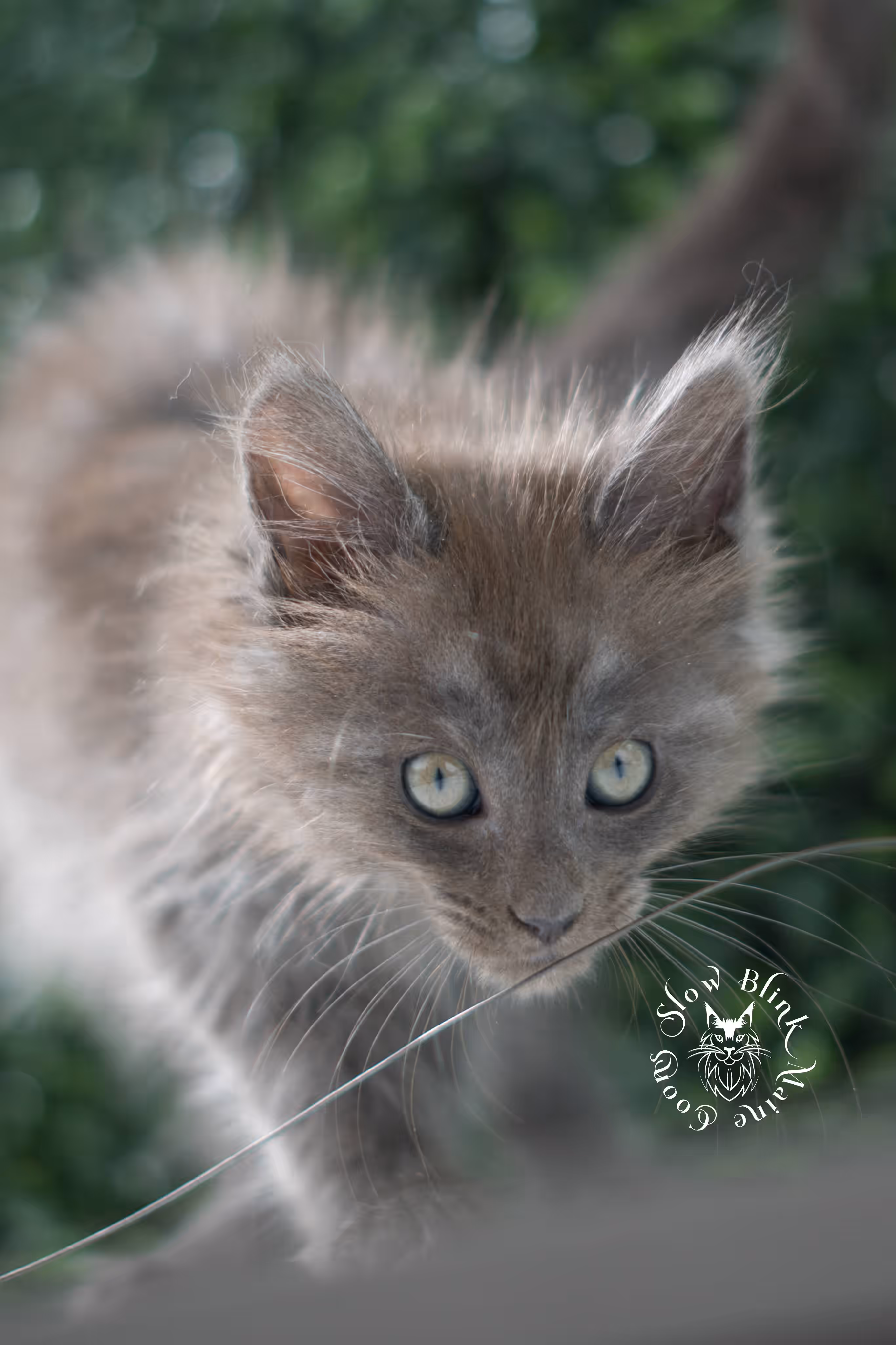 blue smoke maine coon kitten | age 5 weeks old | slowblinkmainecoons | ems code mco as | female | named winter | standard paws | taken jul 23 2025 Blue Smoke Maine Coon Kittens > blue smoke maine coon kitten | age 5 weeks old | slowblinkmainecoons | ems code mco as | female | named winter | standard paws | taken jul 23 2025 | idx 20