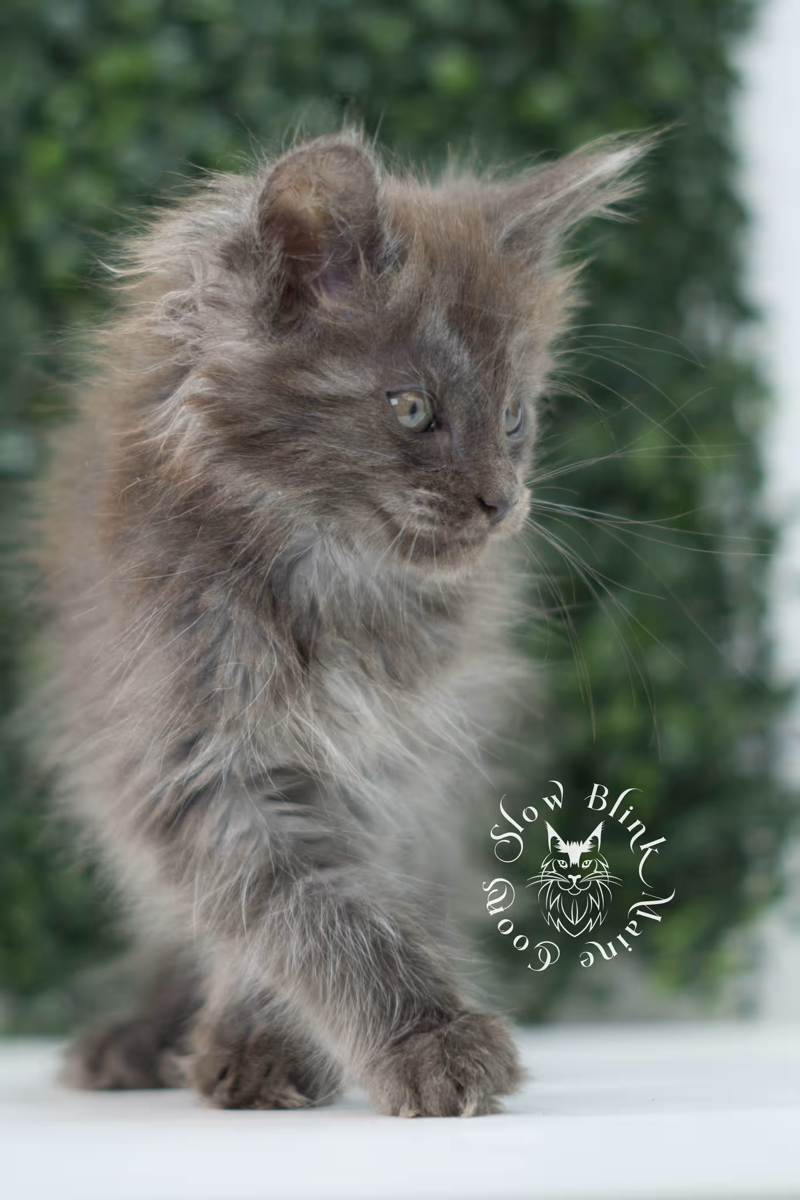 blue smoke maine coon kitten | age 5 weeks old | slowblinkmainecoons | ems code mco as | female | named winter | standard paws | taken jul 23 2025 Blue Smoke Maine Coon Kittens > blue smoke maine coon kitten | age 5 weeks old | slowblinkmainecoons | ems code mco as | female | named winter | standard paws | taken jul 23 2025 | idx 21