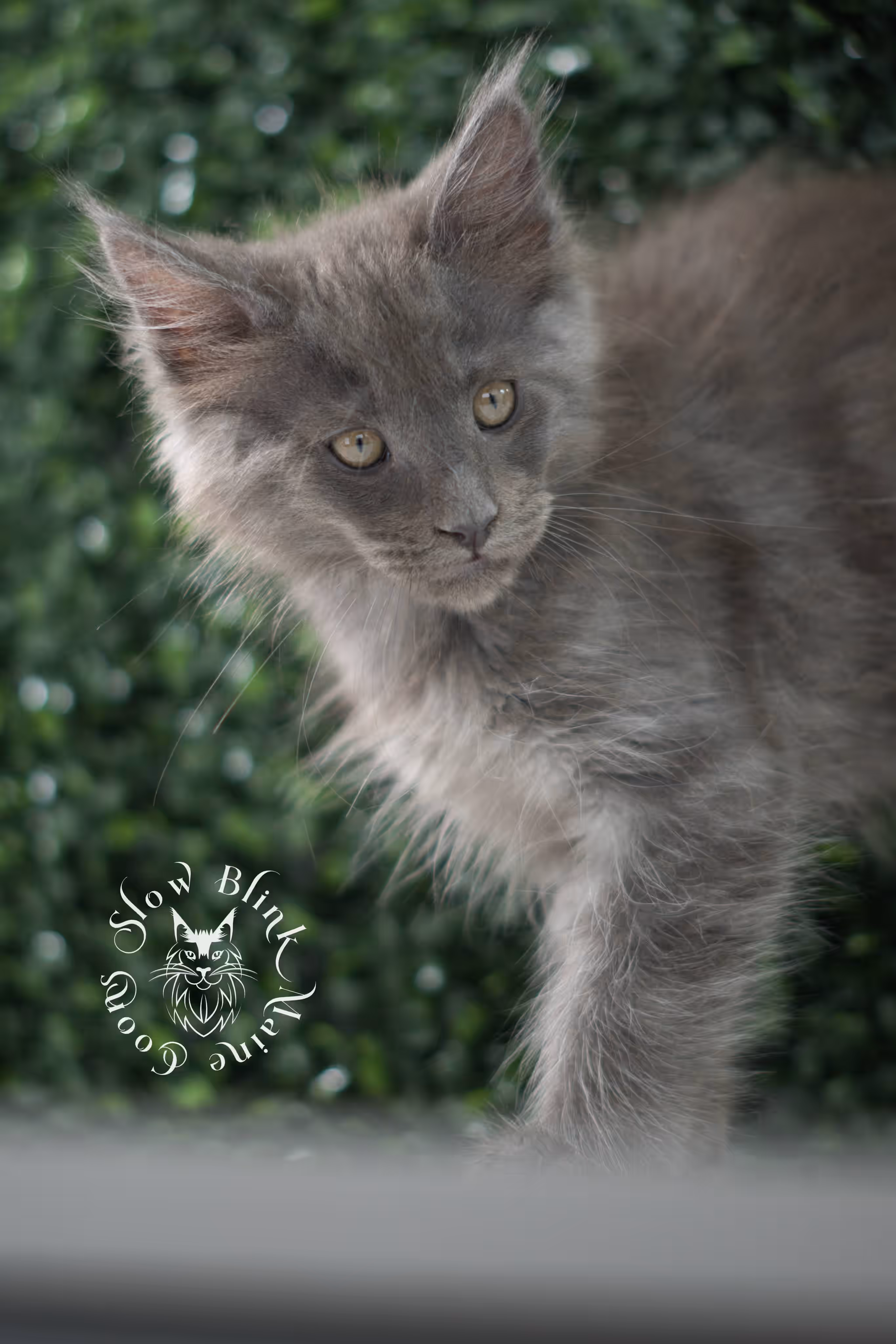 blue smoke maine coon kitten | age 5 weeks old | slowblinkmainecoons | ems code mco as | male | named wilder | standard paws | taken jul 23 2025 Blue Smoke Maine Coon Kittens > blue smoke maine coon kitten | age 5 weeks old | slowblinkmainecoons | ems code mco as | male | named wilder | standard paws | taken jul 23 2025 | idx 01