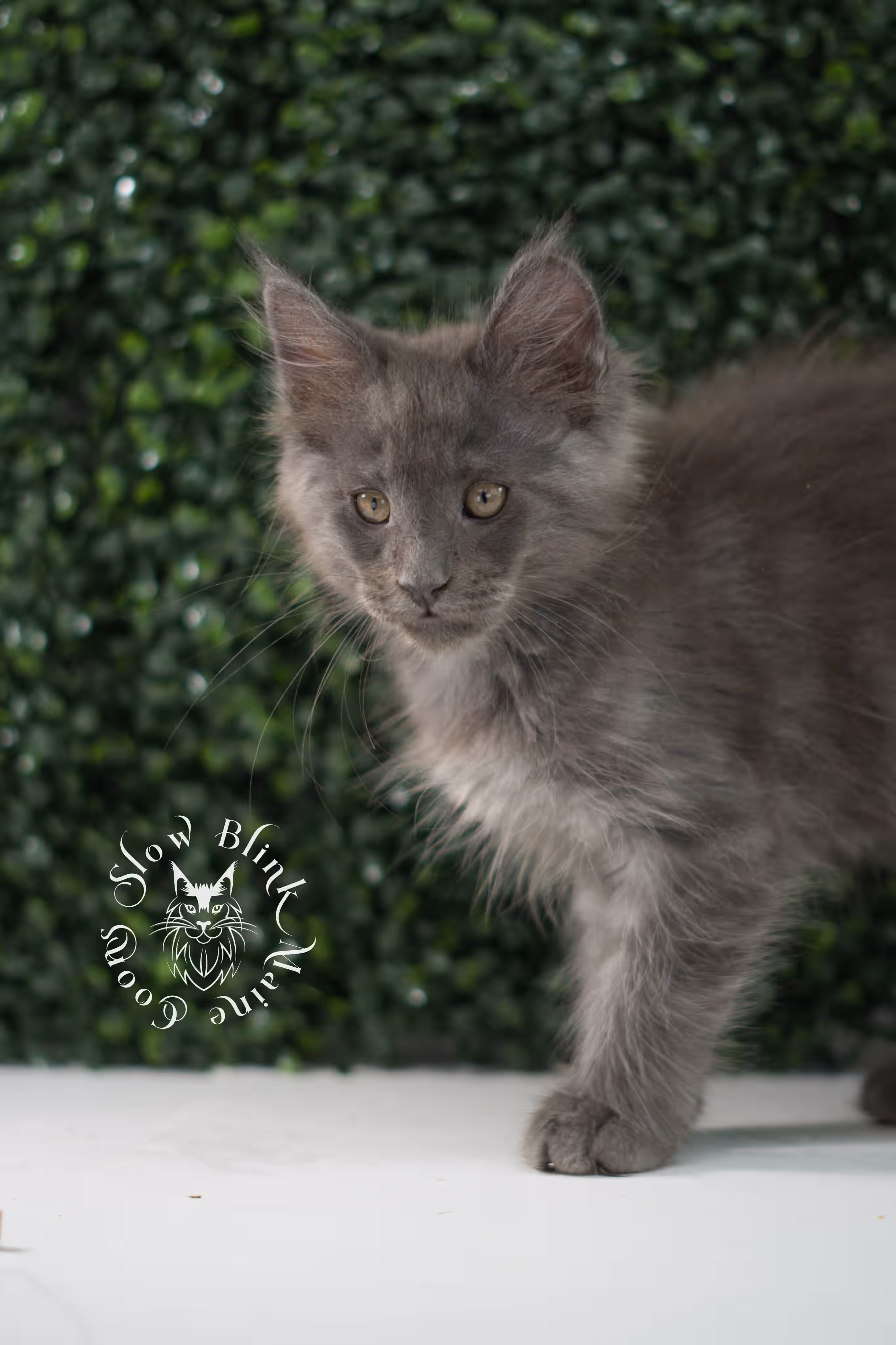 blue smoke maine coon kitten | age 5 weeks old | slowblinkmainecoons | ems code mco as | male | named wilder | standard paws | taken jul 23 2025 Blue Smoke Maine Coon Kittens > blue smoke maine coon kitten | age 5 weeks old | slowblinkmainecoons | ems code mco as | male | named wilder | standard paws | taken jul 23 2025 | idx 02