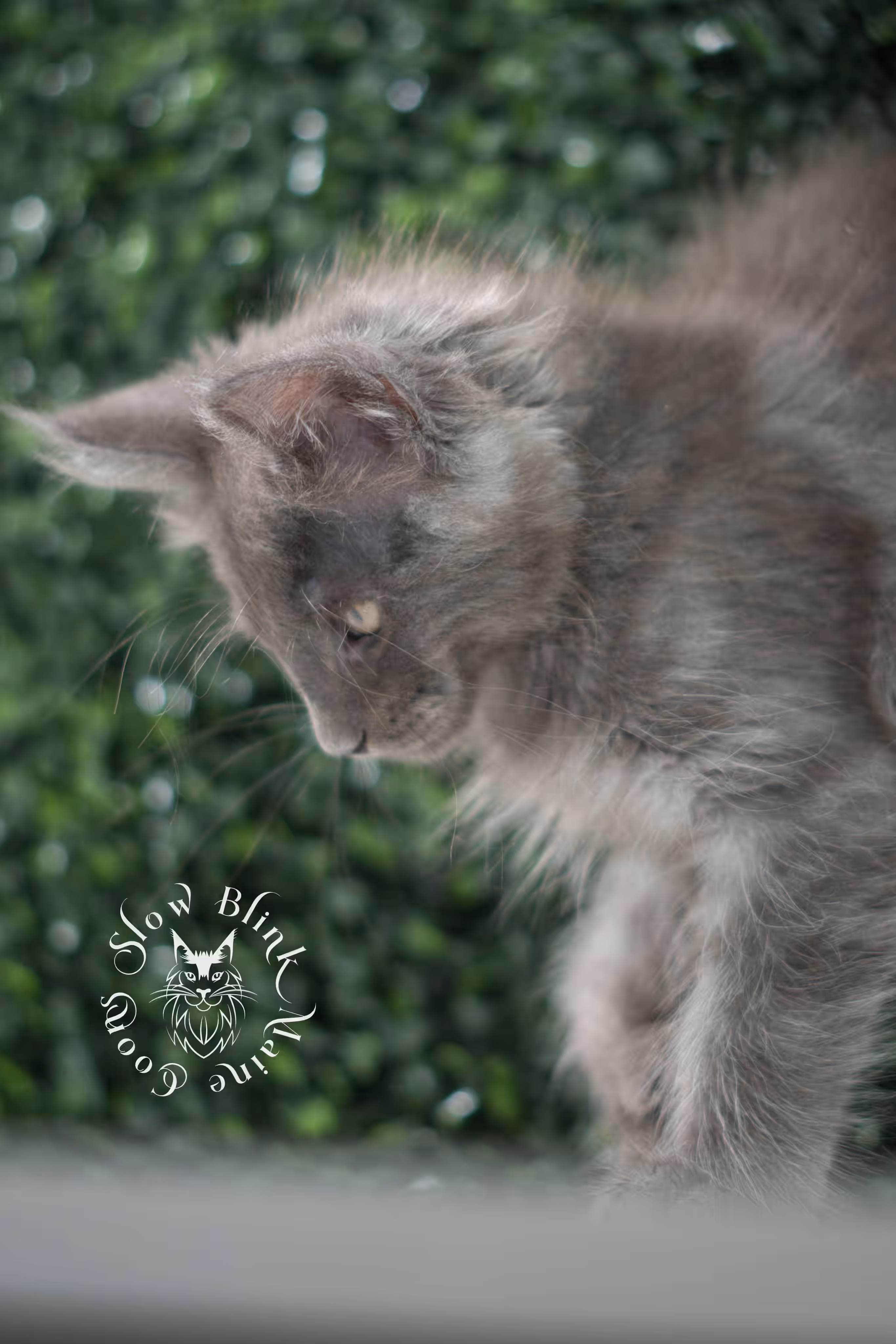 blue smoke maine coon kitten | age 5 weeks old | slowblinkmainecoons | ems code mco as | male | named wilder | standard paws | taken jul 23 2025 Blue Smoke Maine Coon Kittens > blue smoke maine coon kitten | age 5 weeks old | slowblinkmainecoons | ems code mco as | male | named wilder | standard paws | taken jul 23 2025 | idx 03