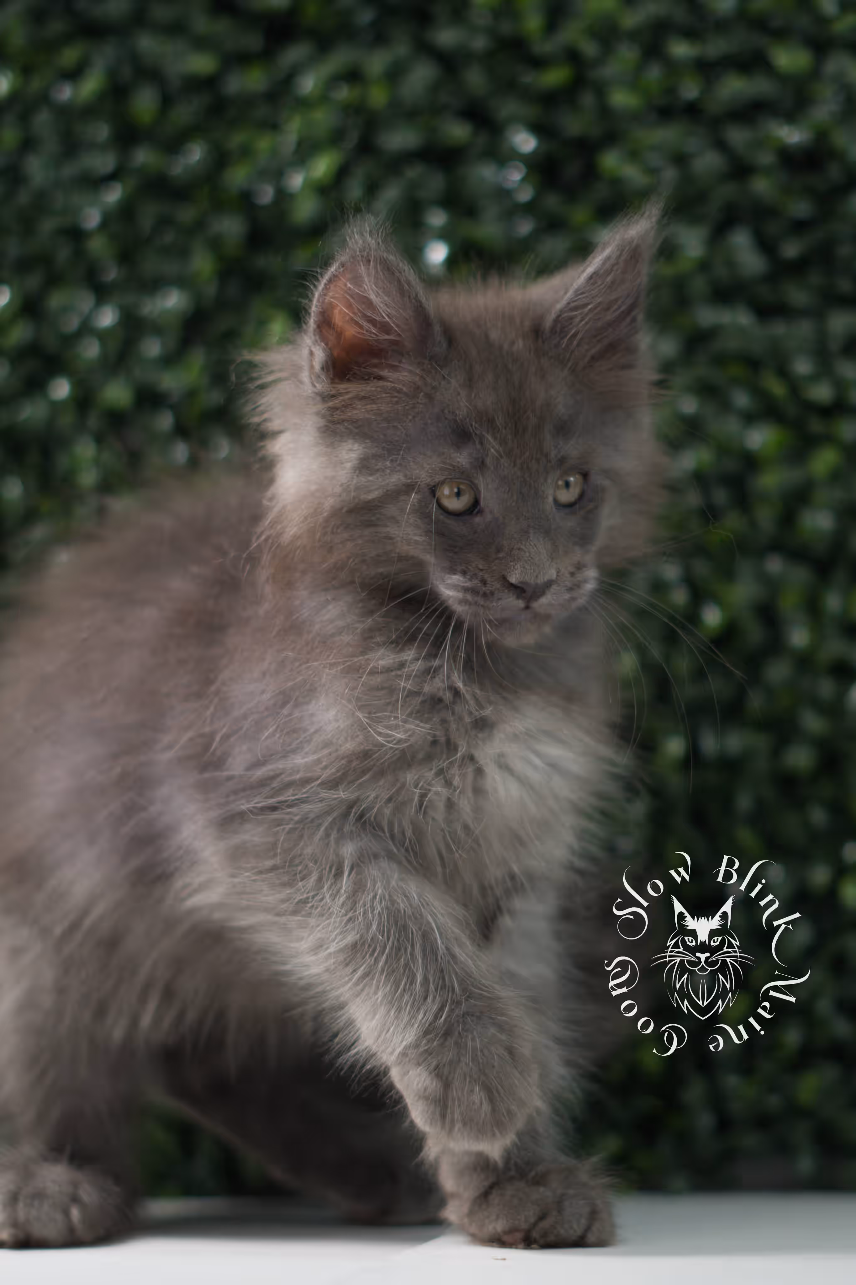 blue smoke maine coon kitten | age 5 weeks old | slowblinkmainecoons | ems code mco as | male | named wilder | standard paws | taken jul 23 2025 Blue Smoke Maine Coon Kittens > blue smoke maine coon kitten | age 5 weeks old | slowblinkmainecoons | ems code mco as | male | named wilder | standard paws | taken jul 23 2025 | idx 04