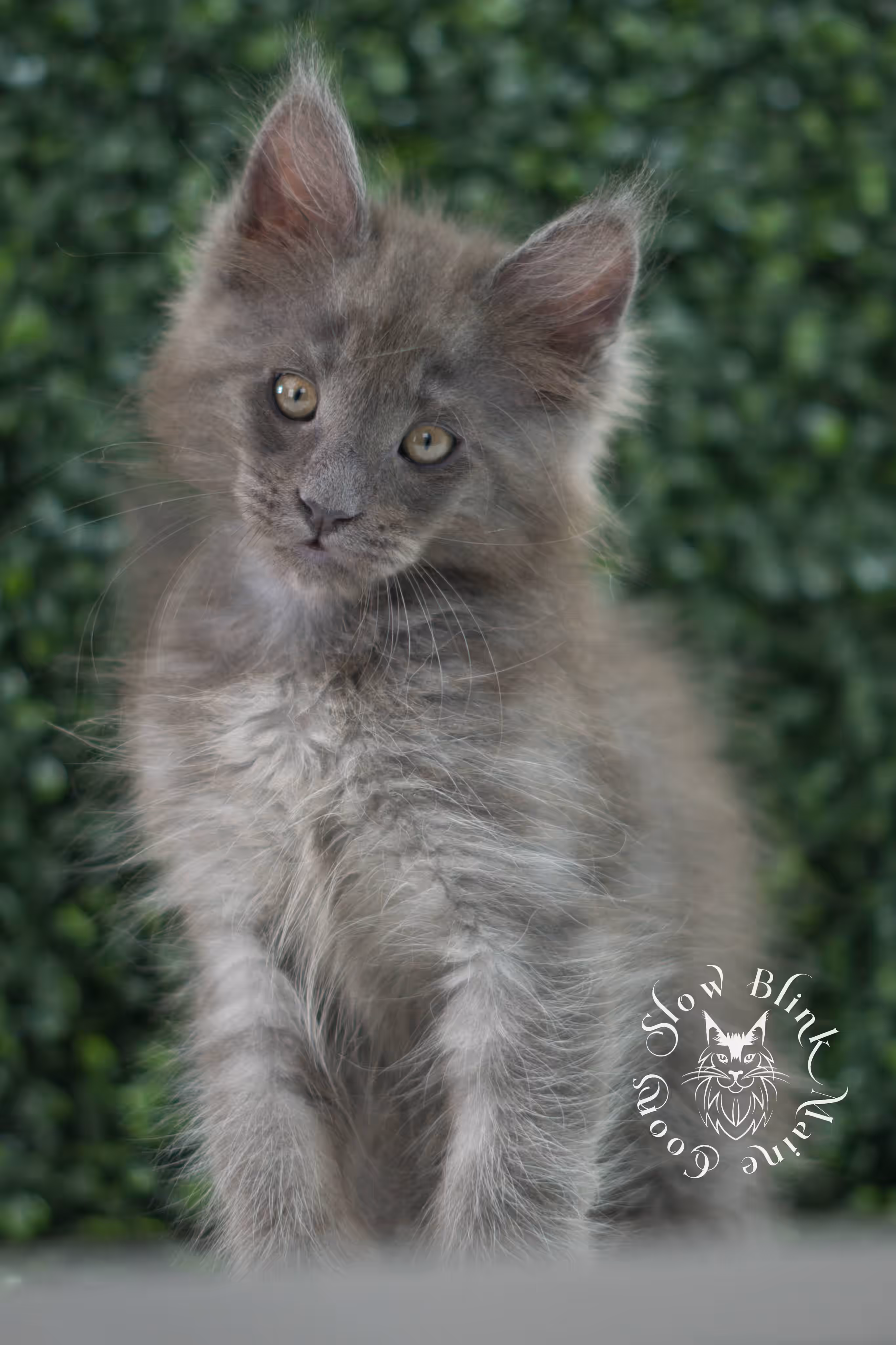 blue smoke maine coon kitten | age 5 weeks old | slowblinkmainecoons | ems code mco as | male | named wilder | standard paws | taken jul 23 2025 Blue Smoke Maine Coon Kittens > blue smoke maine coon kitten | age 5 weeks old | slowblinkmainecoons | ems code mco as | male | named wilder | standard paws | taken jul 23 2025 | idx 05