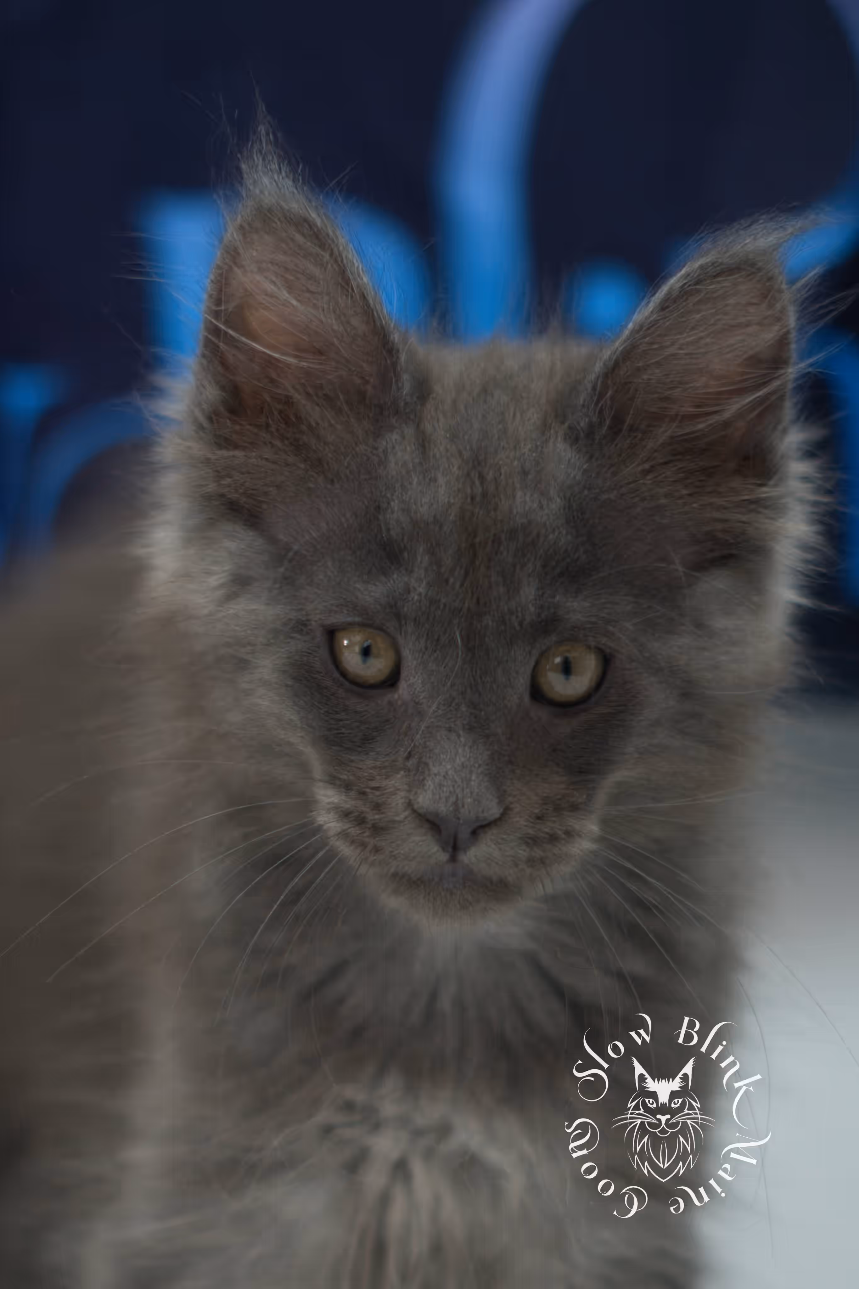 blue smoke maine coon kitten | age 5 weeks old | slowblinkmainecoons | ems code mco as | male | named wilder | standard paws | taken jul 23 2025 Blue Smoke Maine Coon Kittens > blue smoke maine coon kitten | age 5 weeks old | slowblinkmainecoons | ems code mco as | male | named wilder | standard paws | taken jul 23 2025 | idx 06