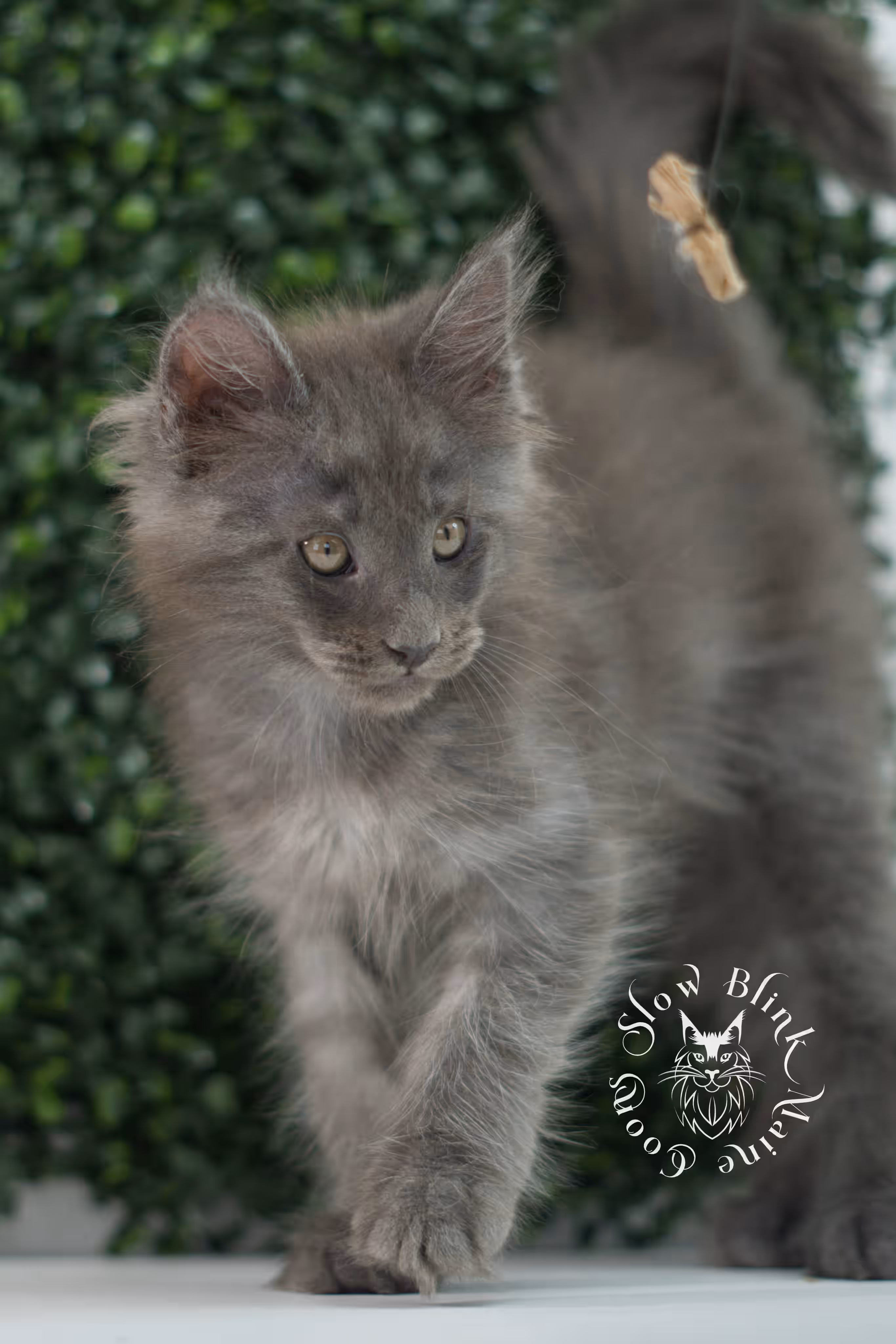 blue smoke maine coon kitten | age 5 weeks old | slowblinkmainecoons | ems code mco as | male | named wilder | standard paws | taken jul 23 2025 Blue Smoke Maine Coon Kittens > blue smoke maine coon kitten | age 5 weeks old | slowblinkmainecoons | ems code mco as | male | named wilder | standard paws | taken jul 23 2025 | idx 07